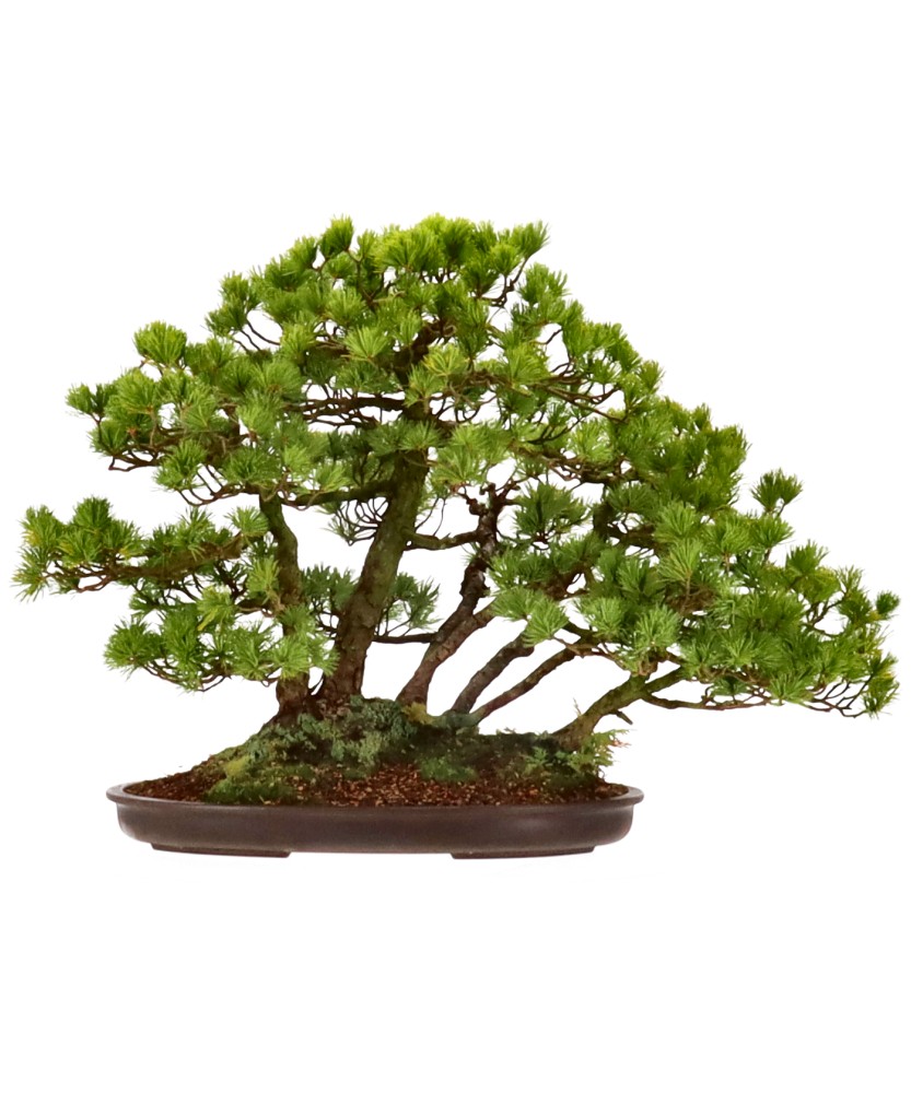 bonsai.fallbackImageTitle bonsai.fallbackImageTitle