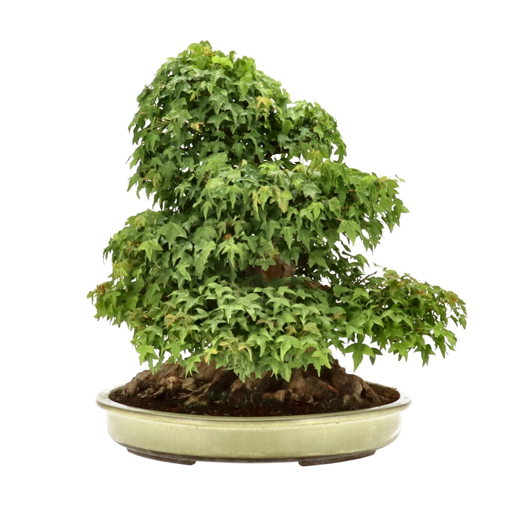 bonsai.fallbackImageTitle