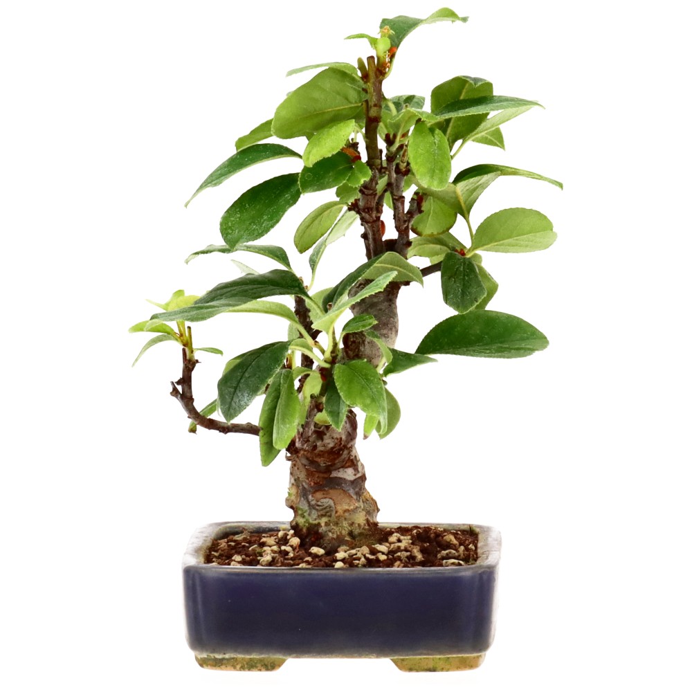 bonsai.fallbackImageTitle bonsai.fallbackImageTitle