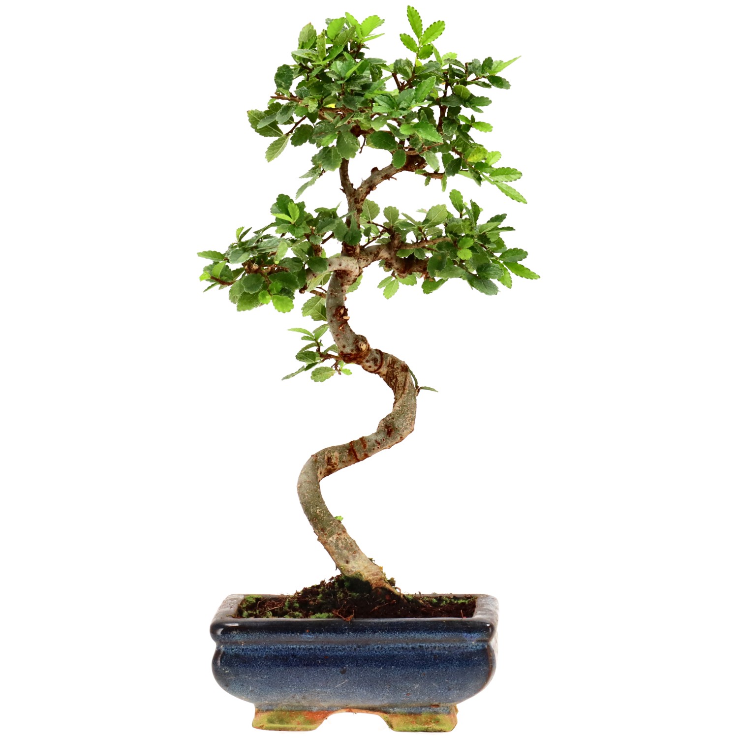 Olmo chino, aprox. 7 años (28 cm)