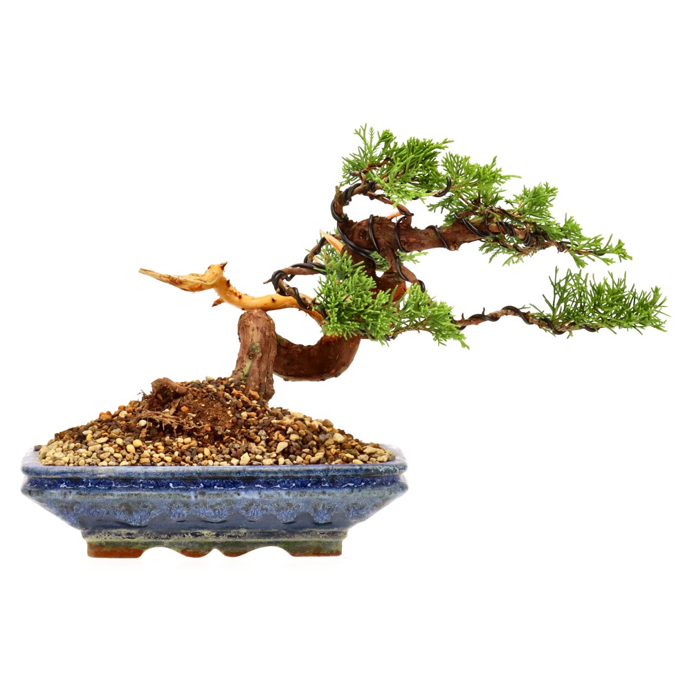 Chin. Wacholder, ca. 16 J. (19 cm)