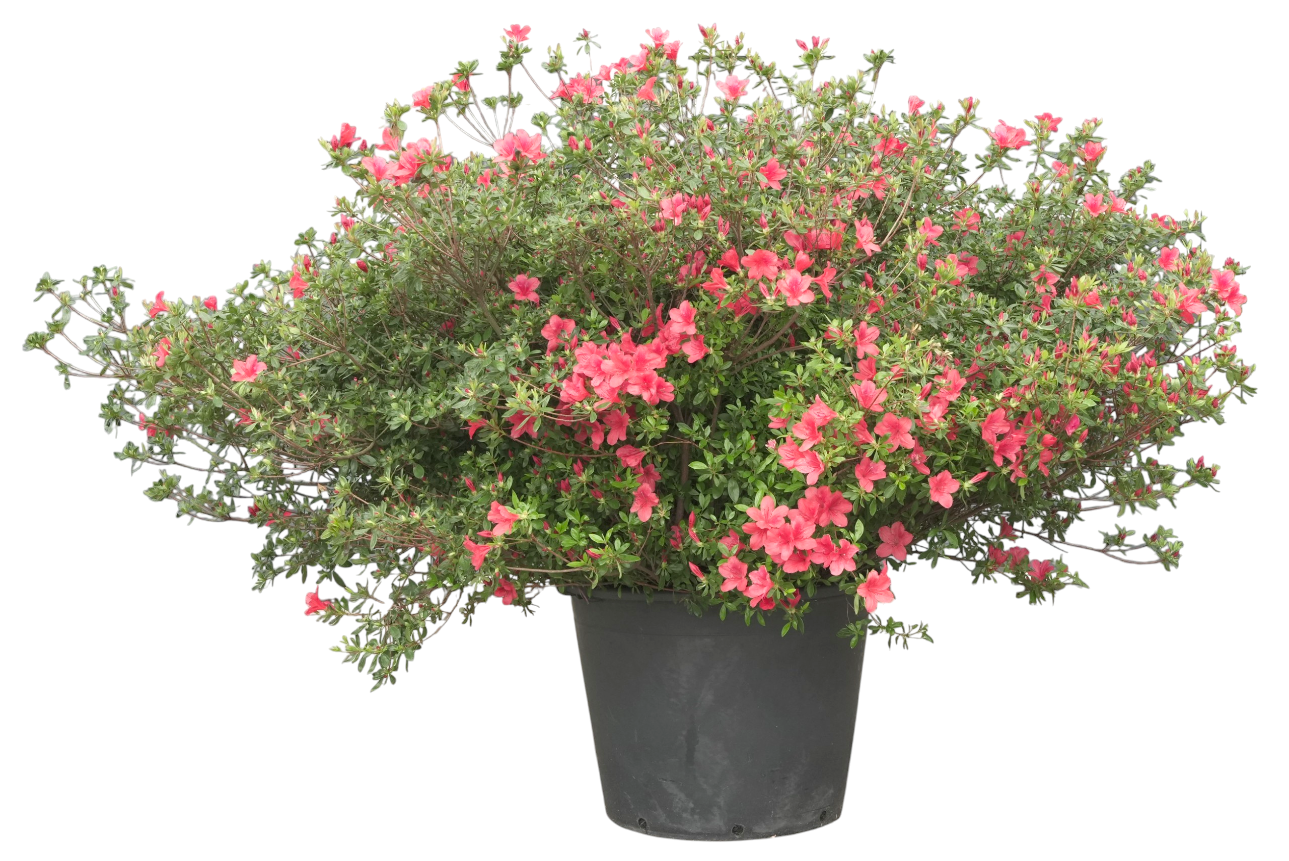 Bonsaï de jardin - Azalée japonaise (Aladdin Scout), env. 15 ans (100 cm)