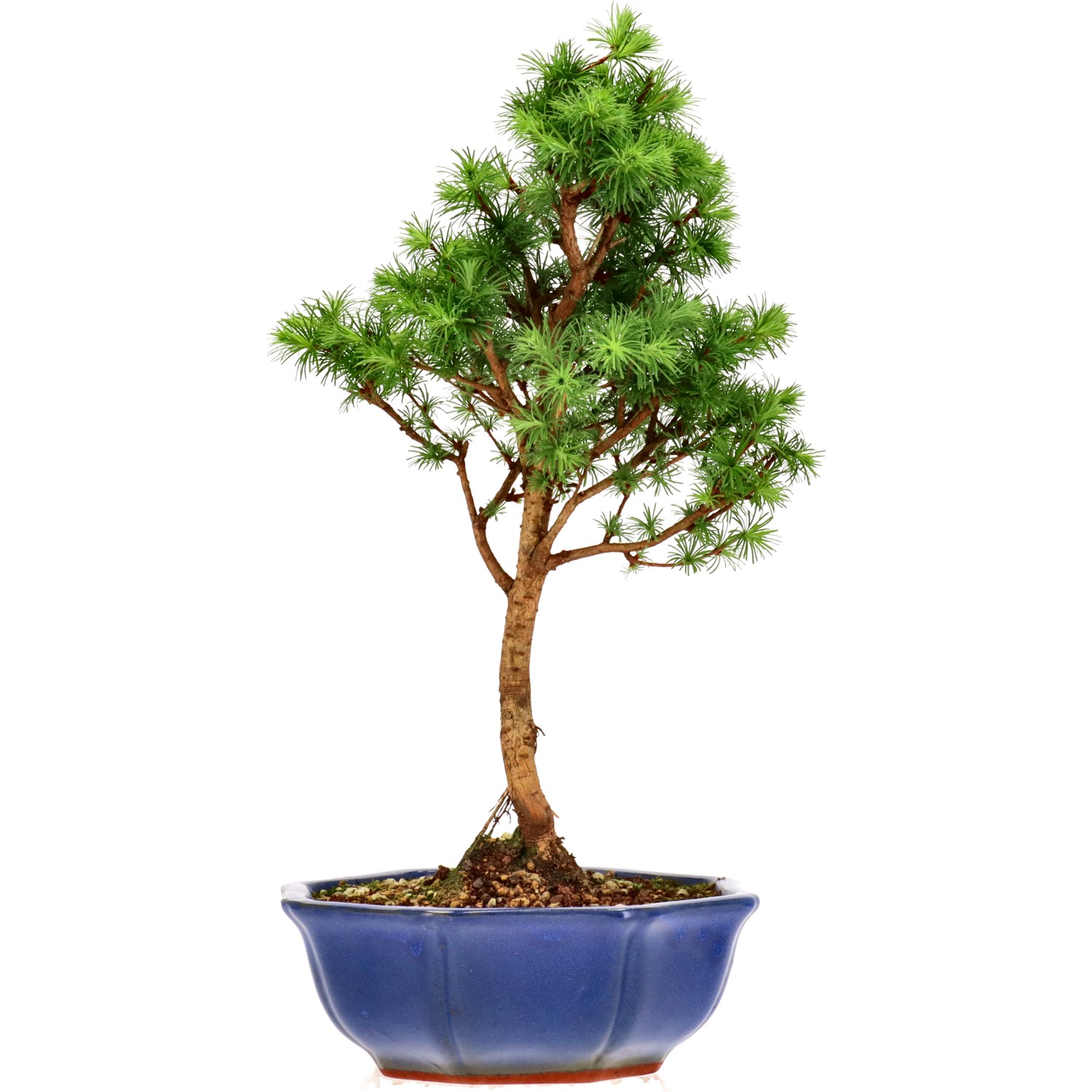 Jap. Lärche, ca. 10 J. (35 cm)