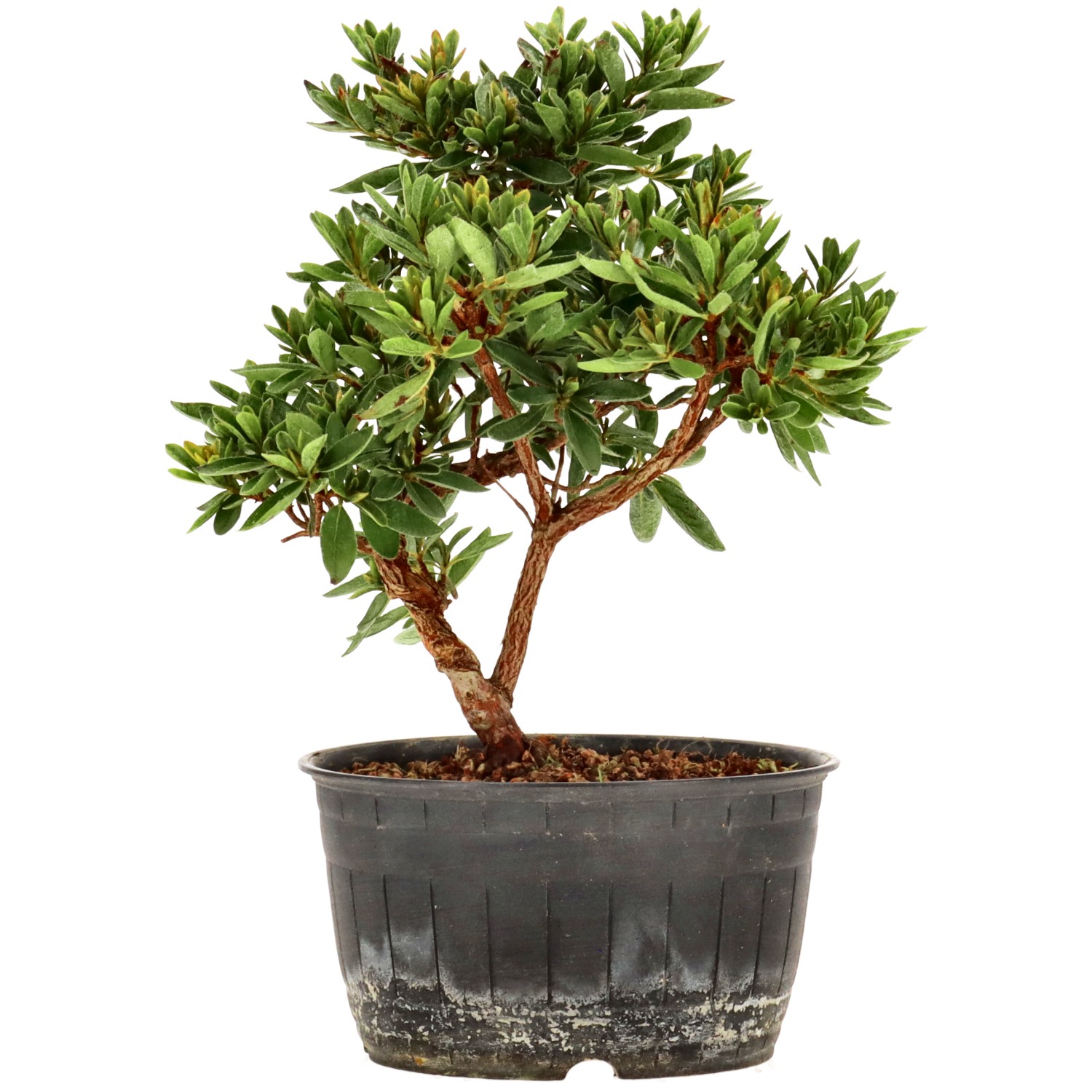 Azalea japónica, aprox. 12 años (19 cm)