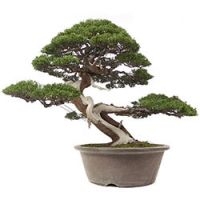 Conifers