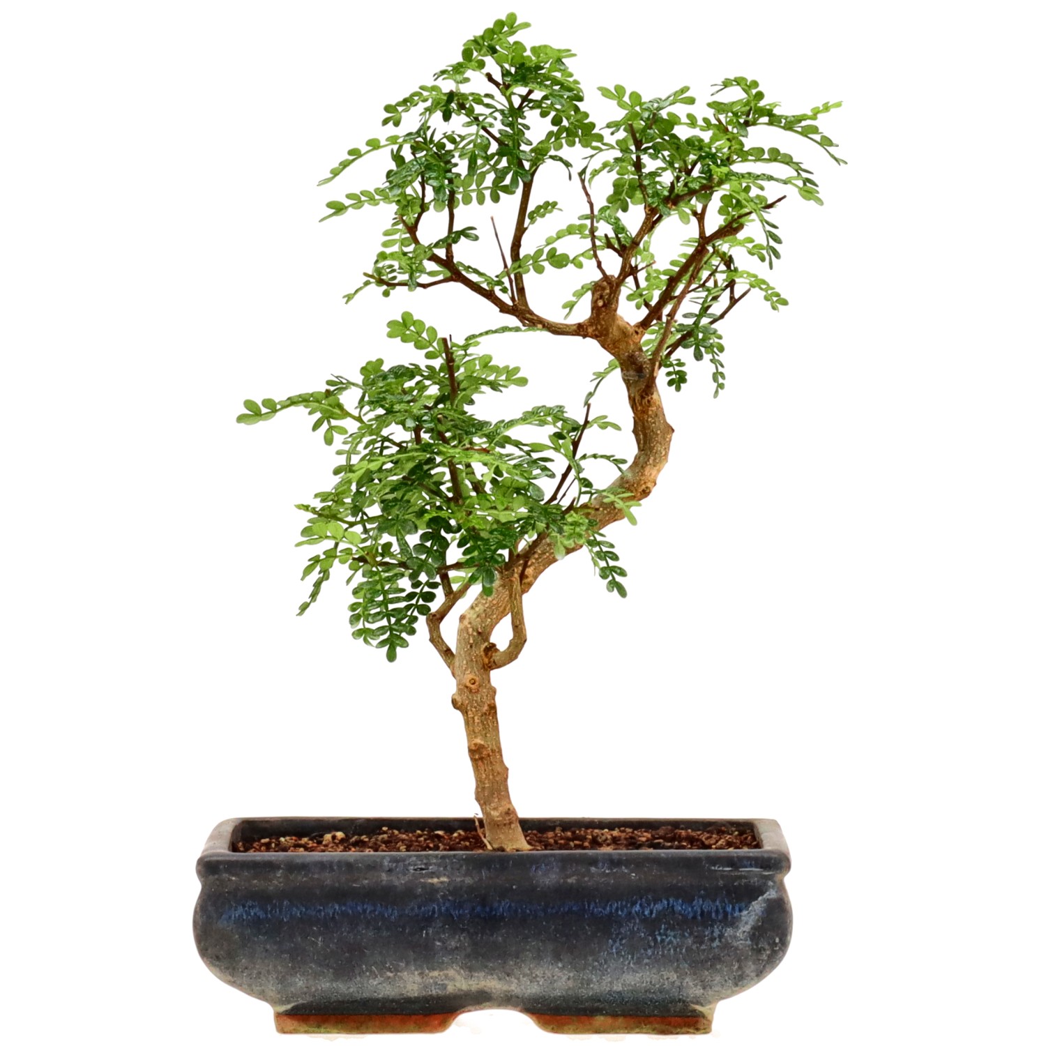 Japanse peperboom, ca. 10 j. (32 cm)