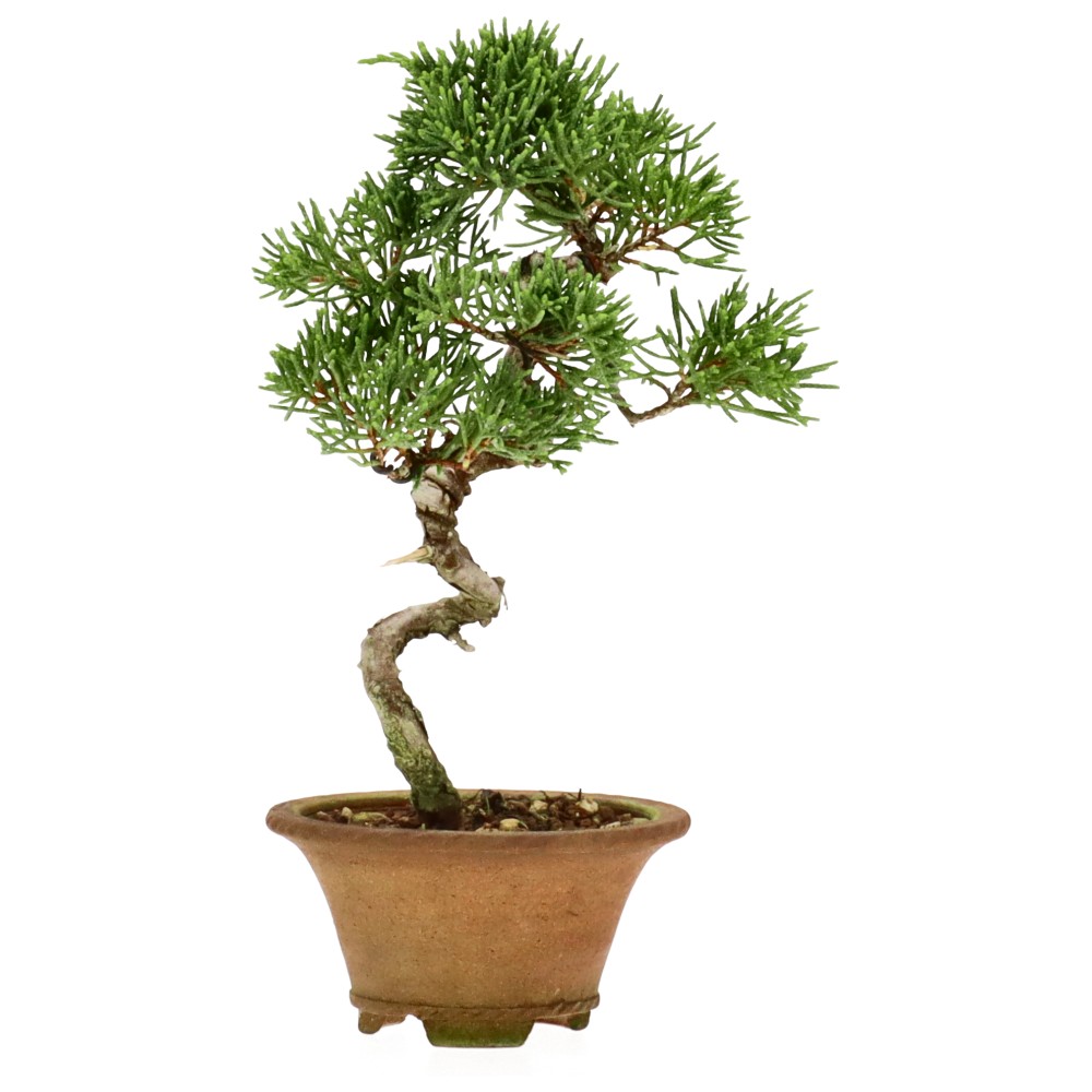 bonsai.fallbackImageTitle bonsai.fallbackImageTitle