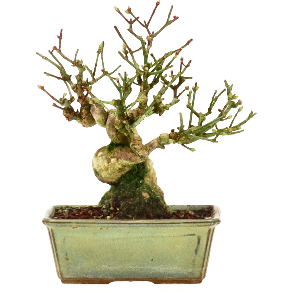 bonsai.fallbackImageTitle bonsai.fallbackImageTitle