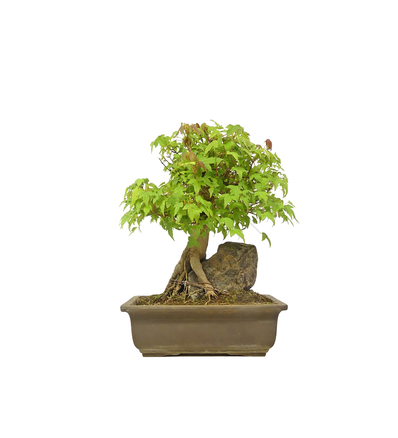 bonsai.fallbackImageTitle bonsai.fallbackImageTitle