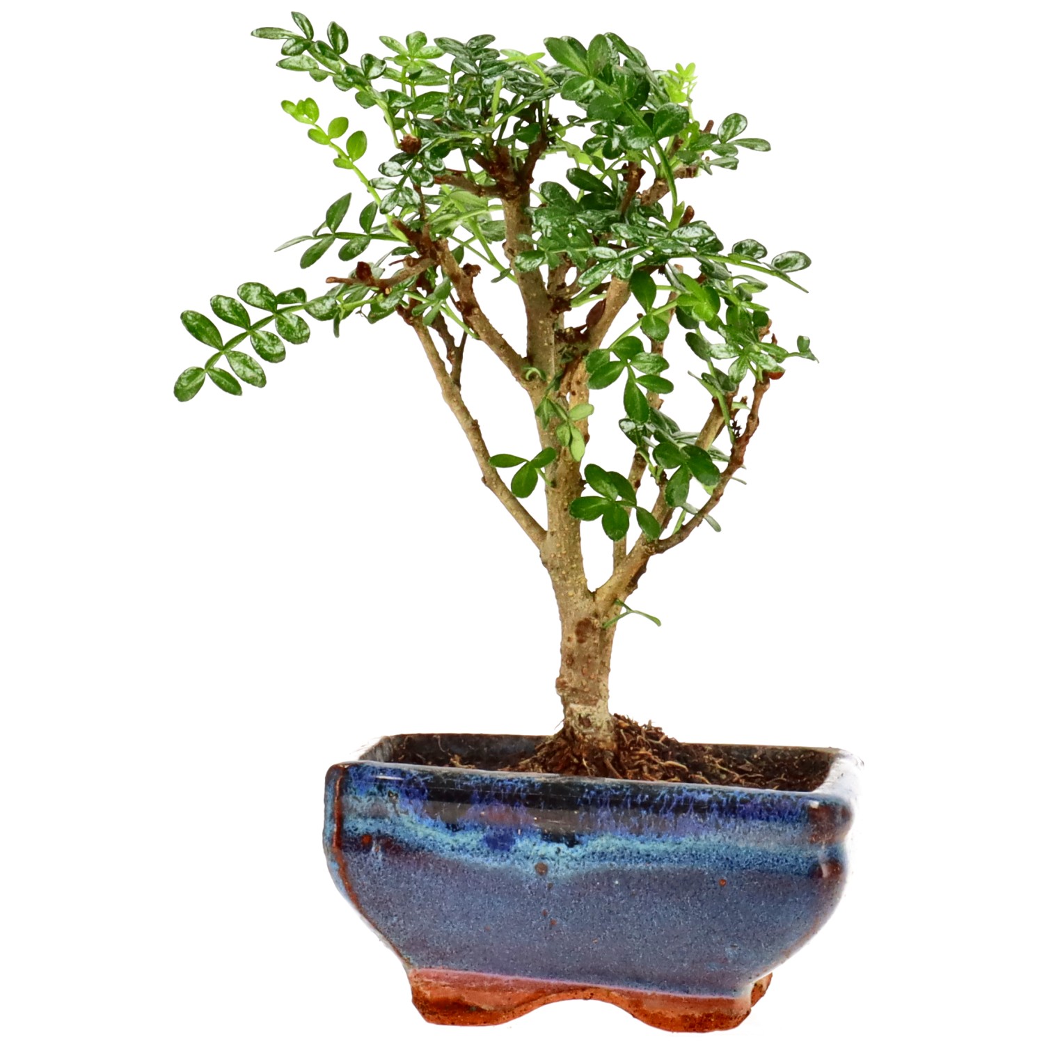 Pfefferbaum, ca. 5 J. (16 cm)