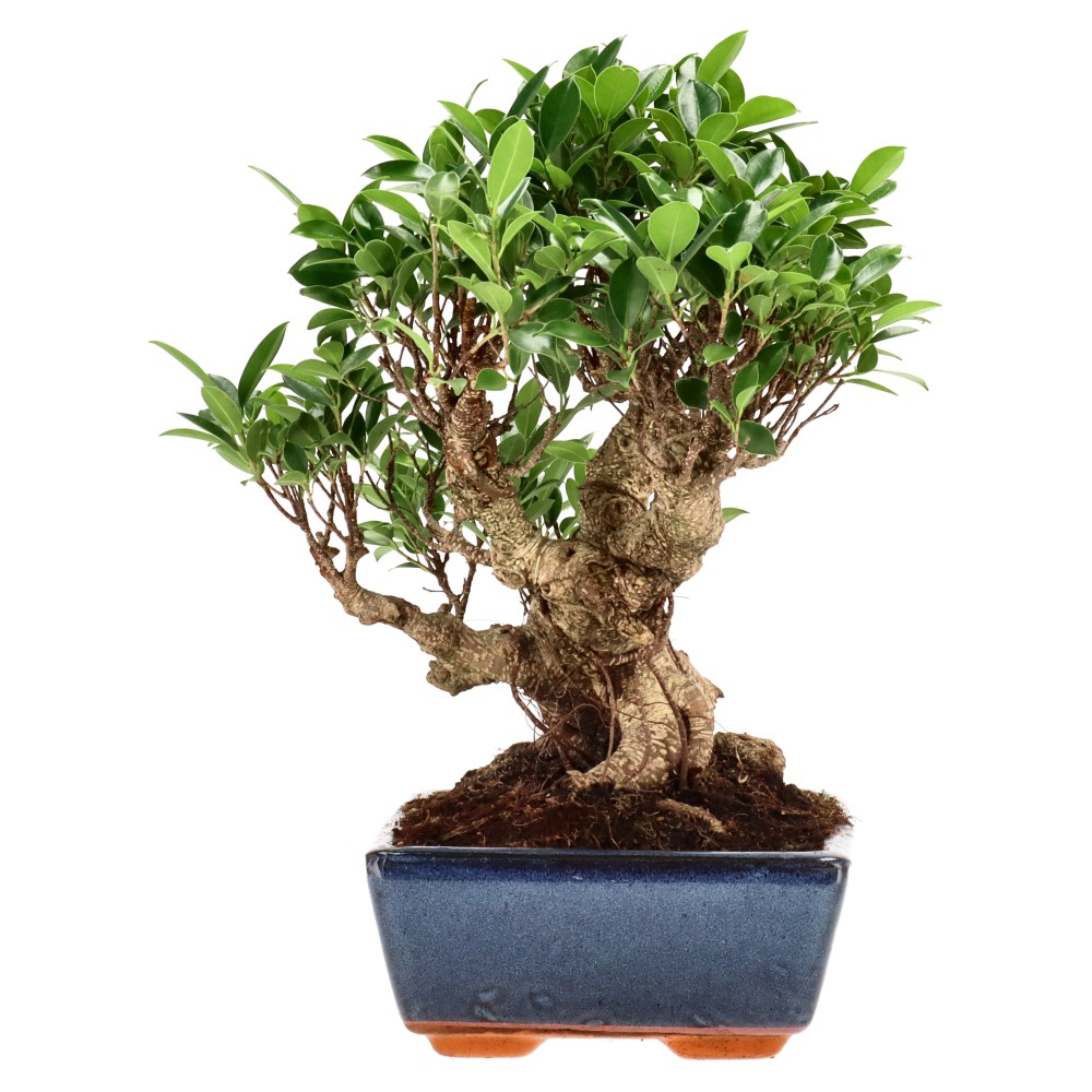 Ficus Retusa, aprox. 22 años (32 cm)