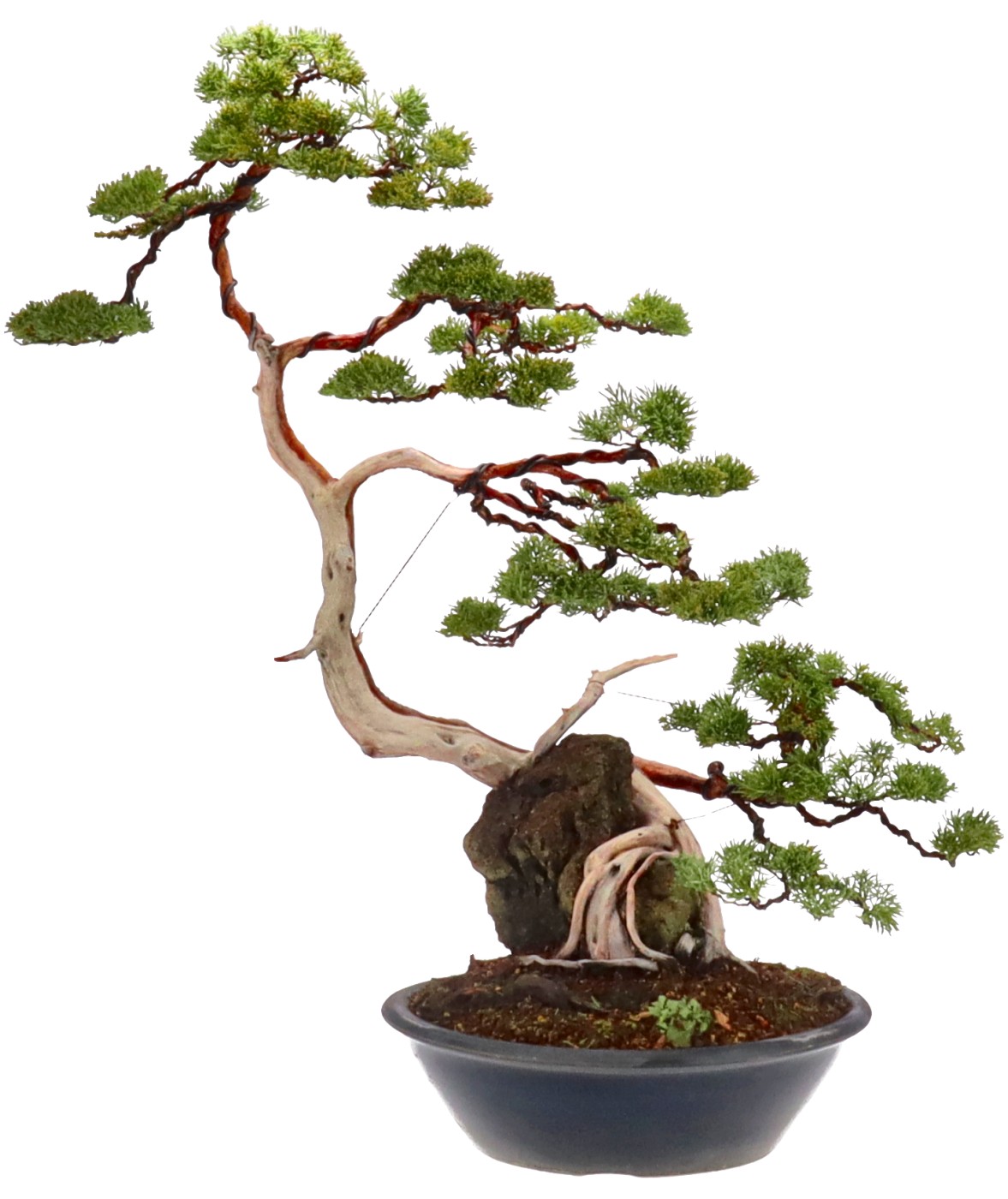 bonsai.fallbackImageTitle bonsai.fallbackImageTitle