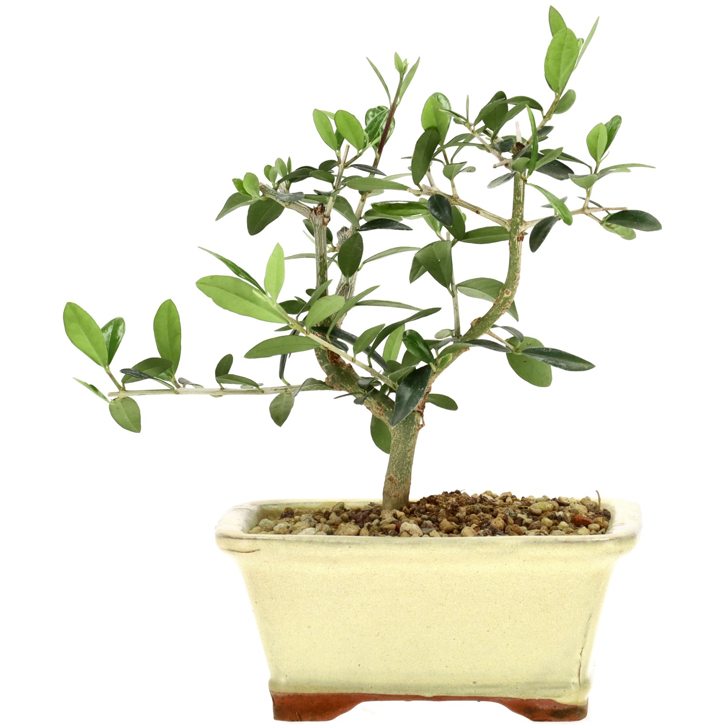 Wildolive, ca. 5 J. (19 cm)