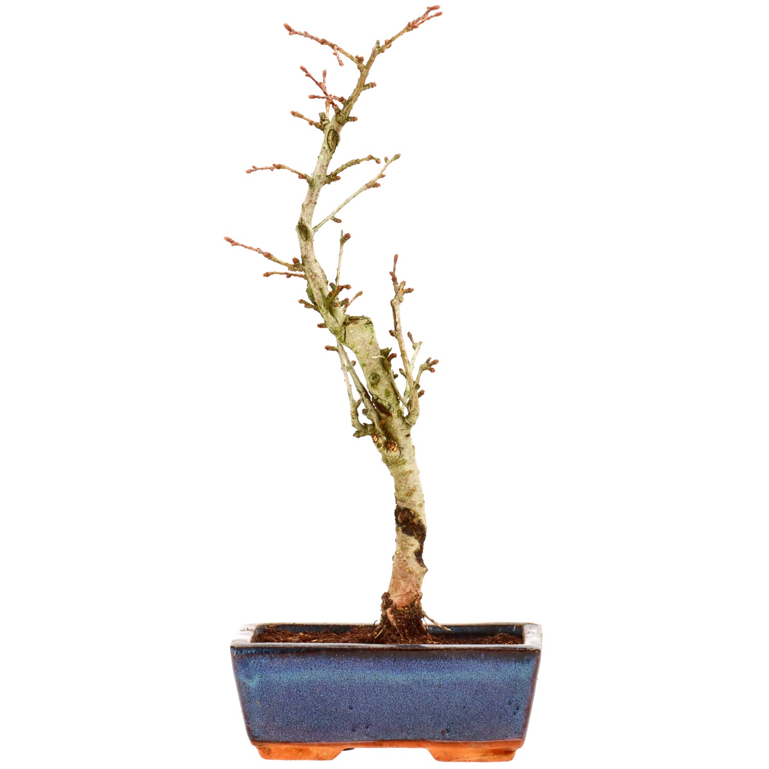 Goldlärche, ca. 7 J. (29 cm)