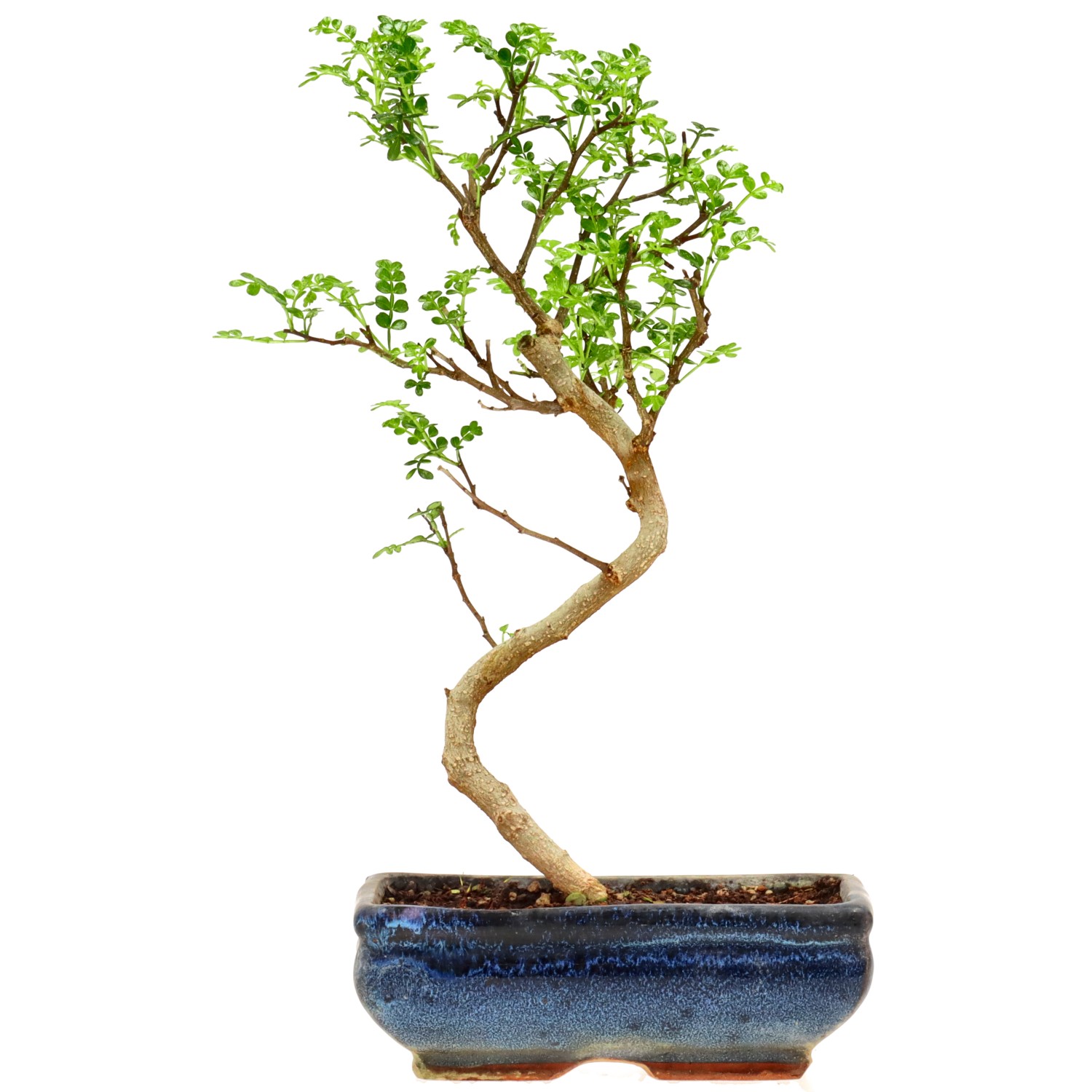 Pfefferbaum, ca. 9 J. (31 cm)