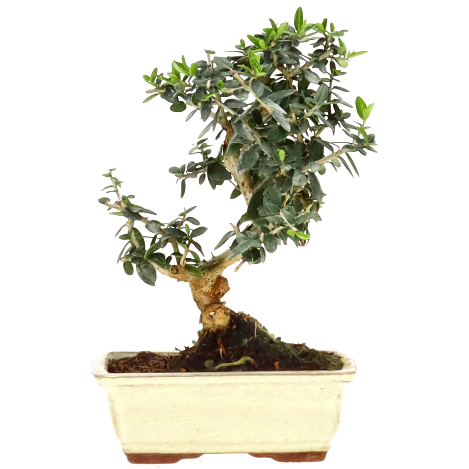 bonsai.fallbackImageTitle bonsai.fallbackImageTitle