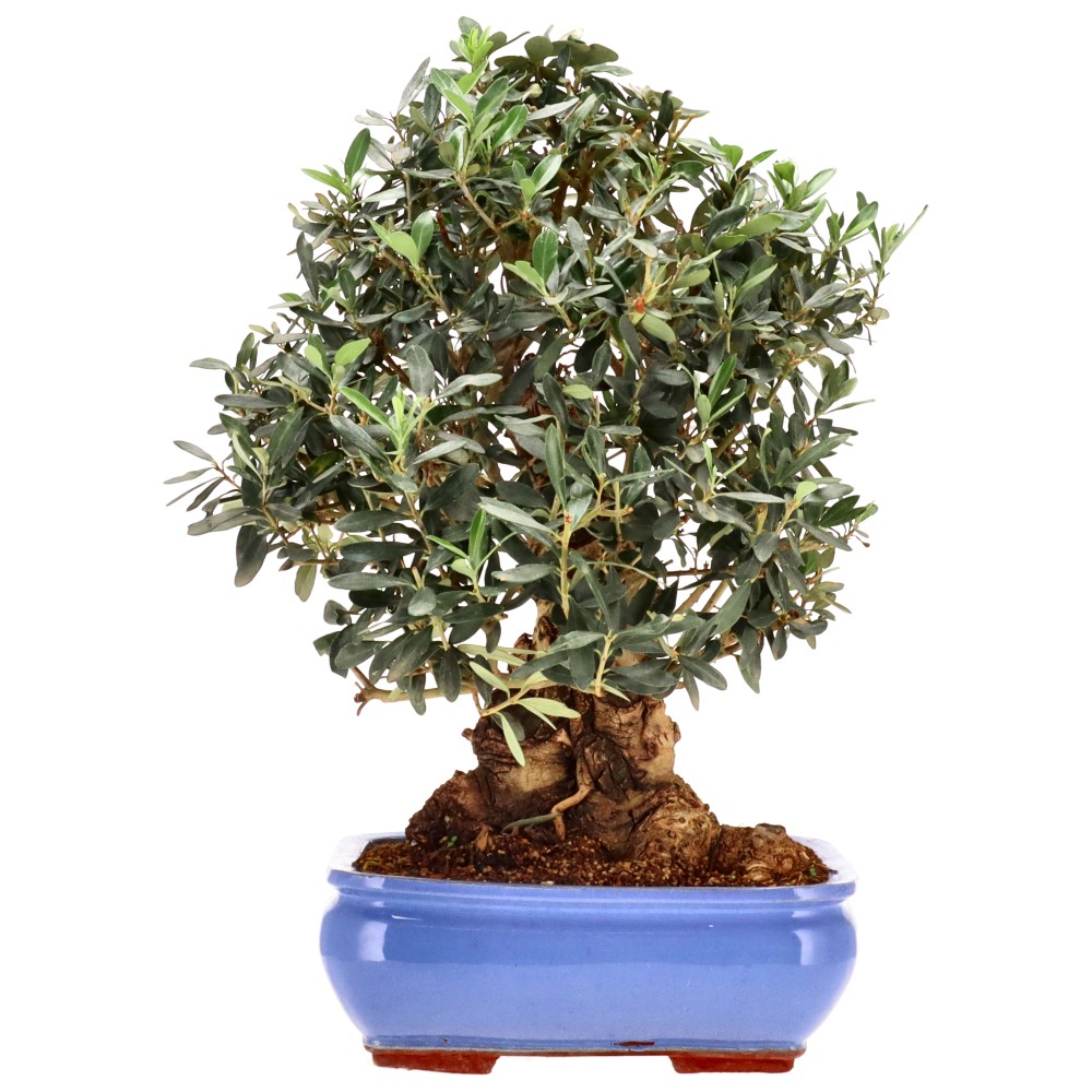 bonsai.fallbackImageTitle