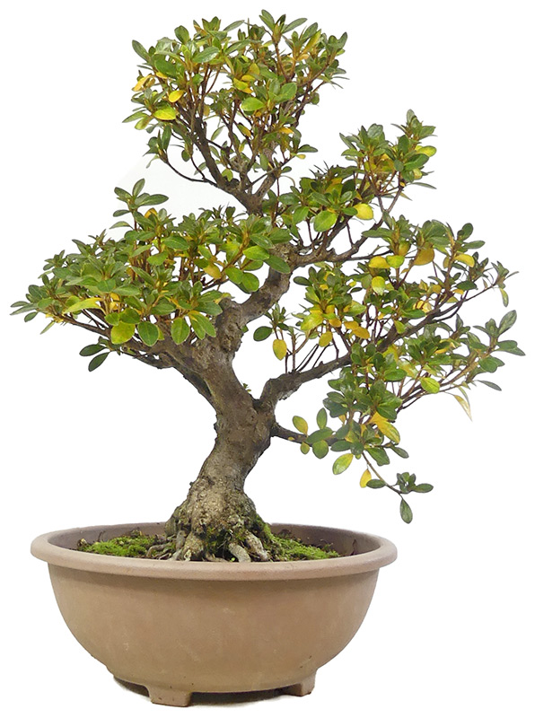 Jap. Azalee, ca. 18 J. (44 cm) Schale aus Kunststoff
Oniji