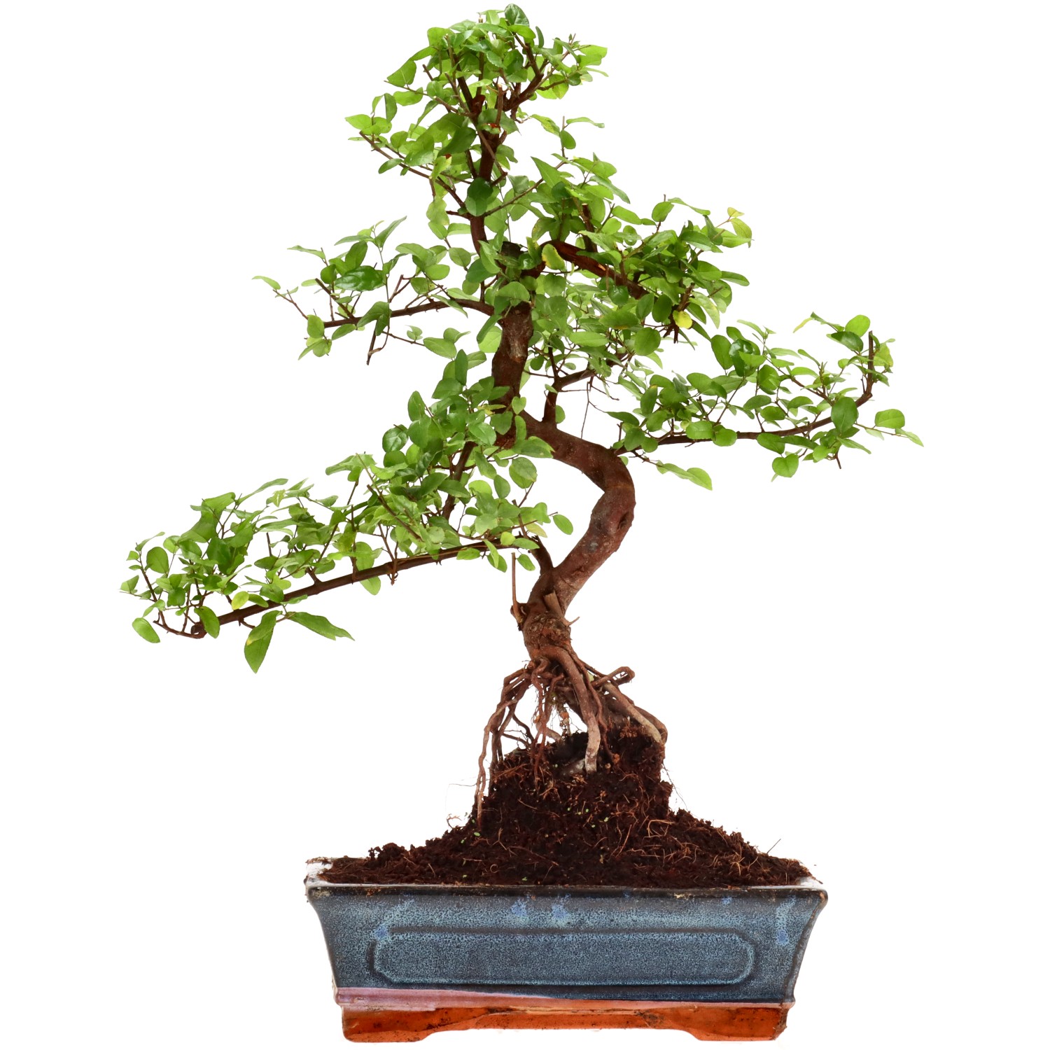 Sageretia theezans, aprox. 12 años (41 cm)