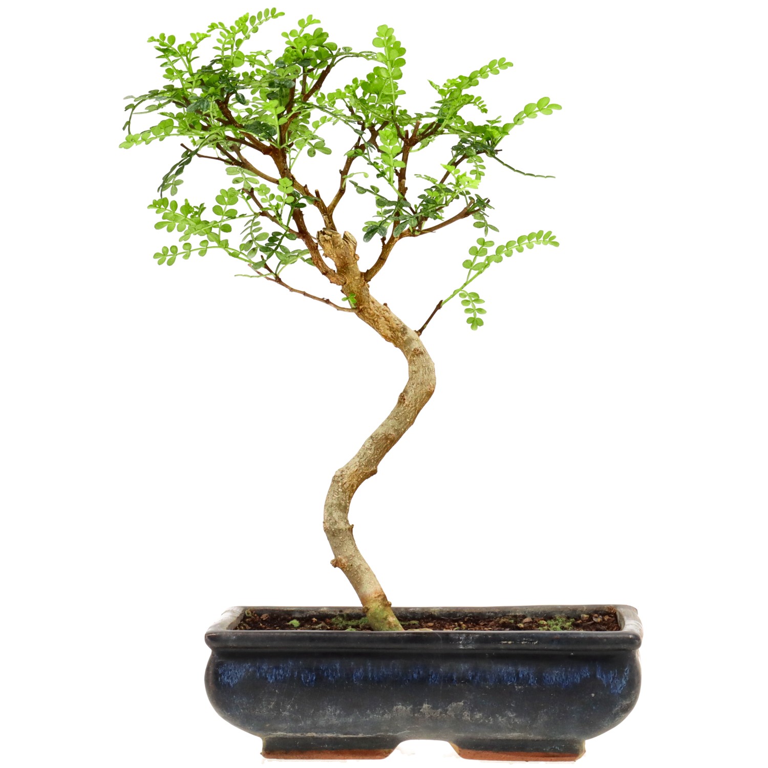 Pfefferbaum, ca. 10 J. (31 cm)