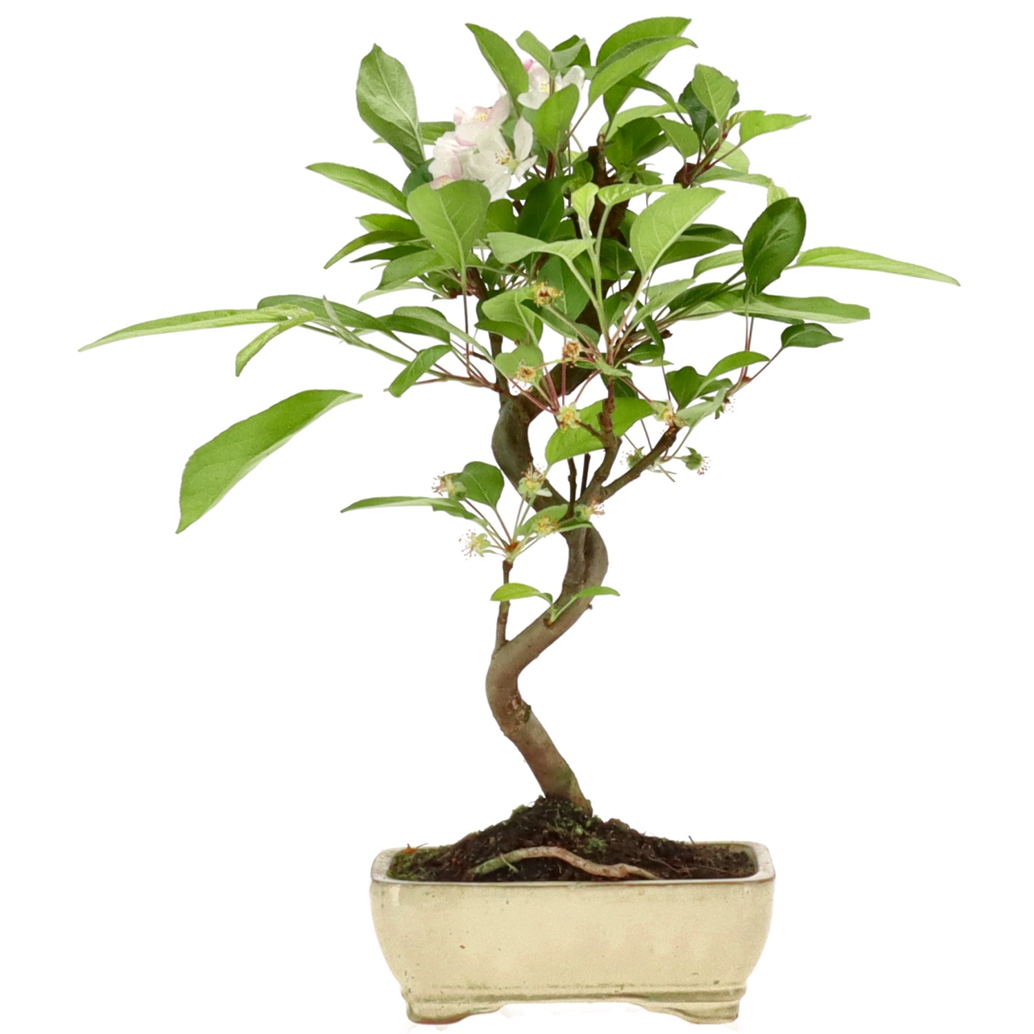 Malus sp., ca. 7 anni (30 cm)