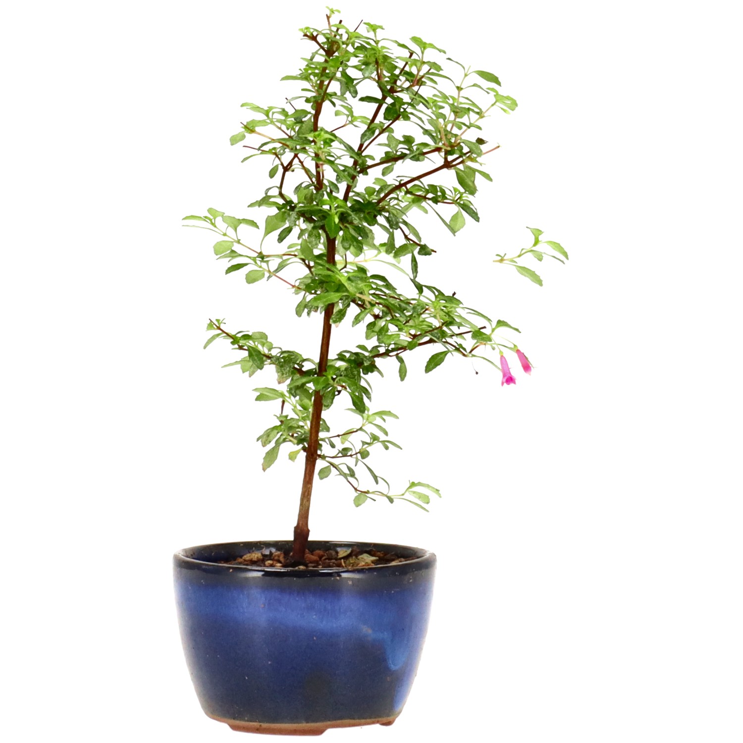 Fuchsie, ca. 1 J. (16 cm)