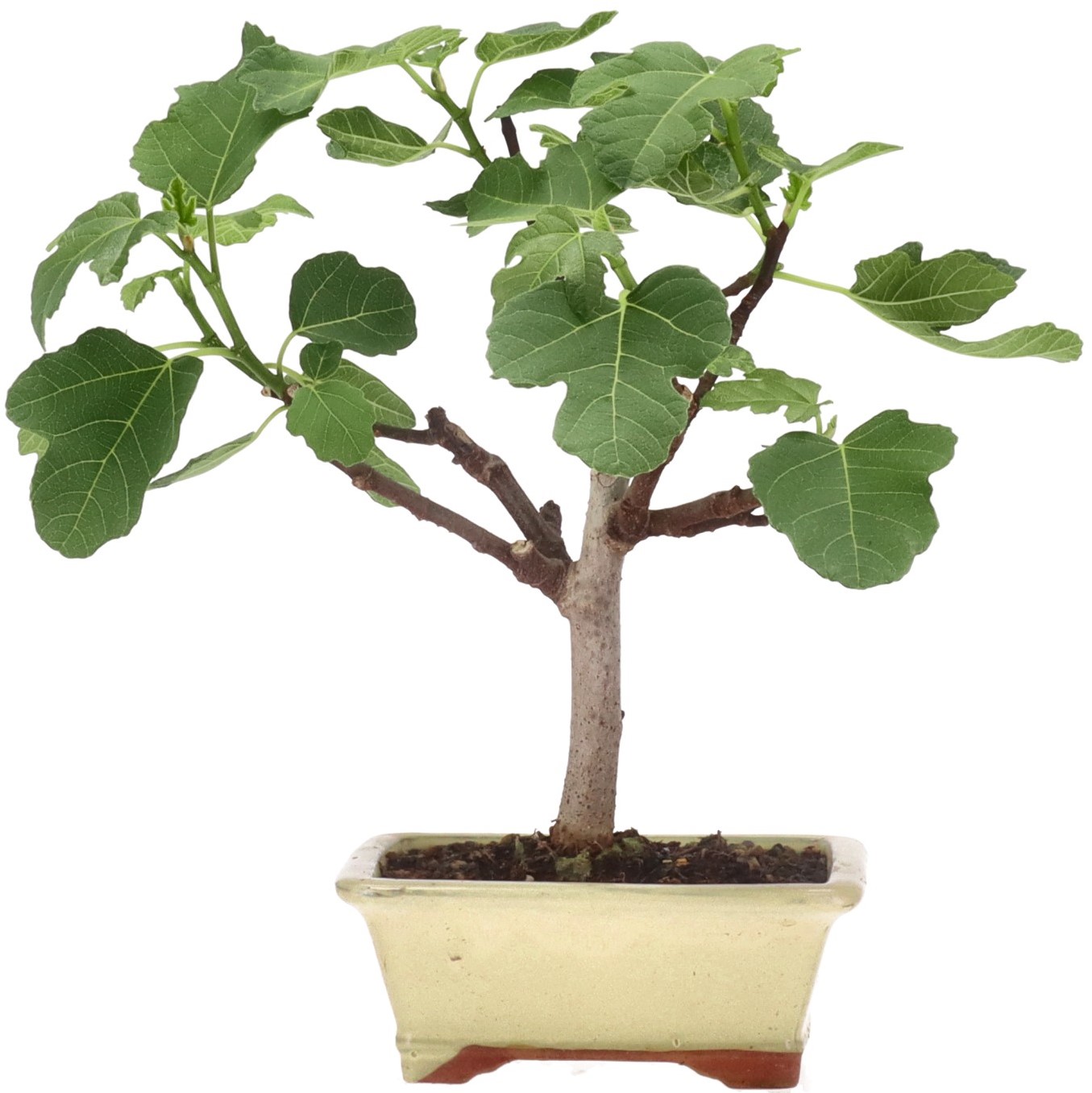 [K015] Common fig, ca. 7 years