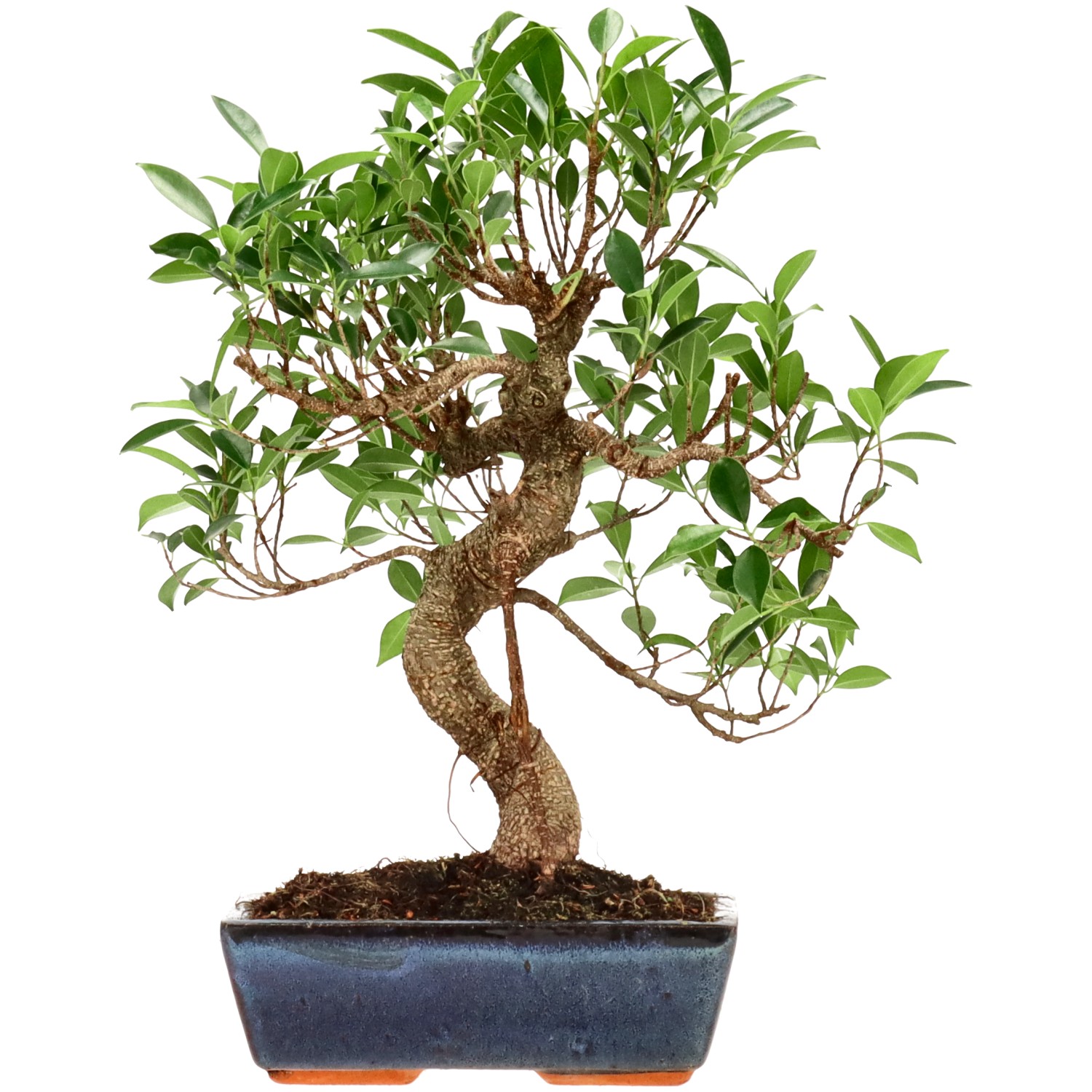 Chin. Feigenbaum (Retusa), ca. 14 J. (40 cm)