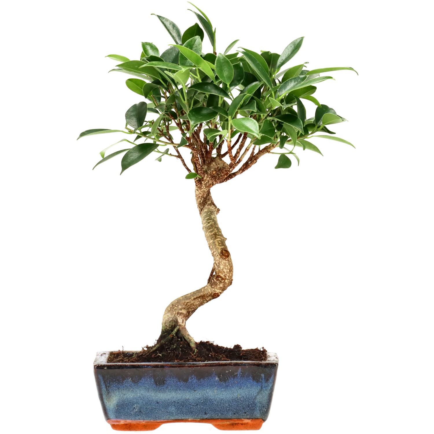 Chin. Feigenbaum (Retusa), ca. 7 J. (27 cm)