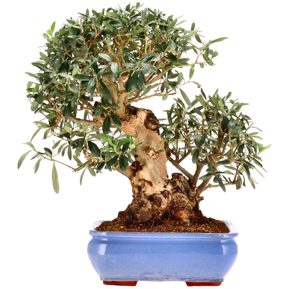 bonsai.fallbackImageTitle
