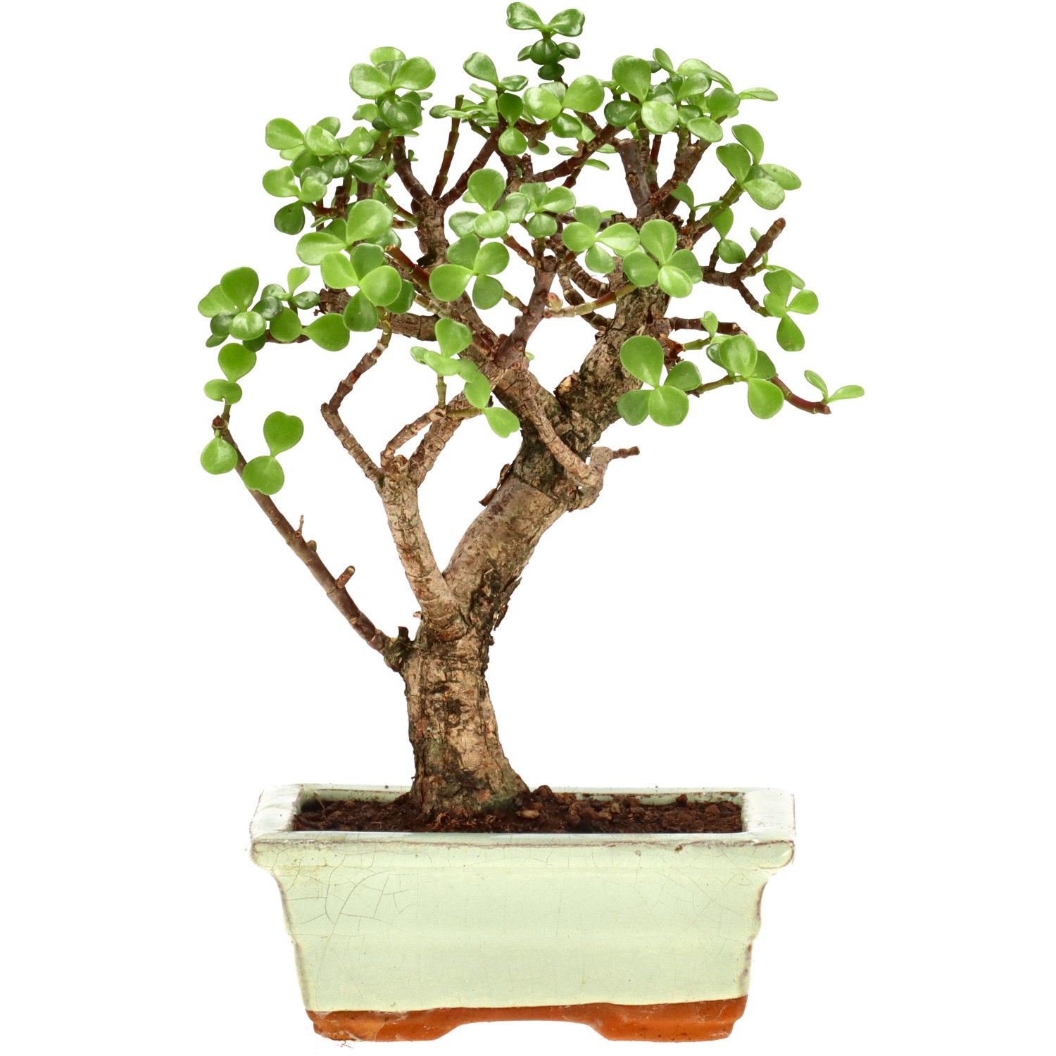 Jadebaum, ca. 7 J. (22 cm)