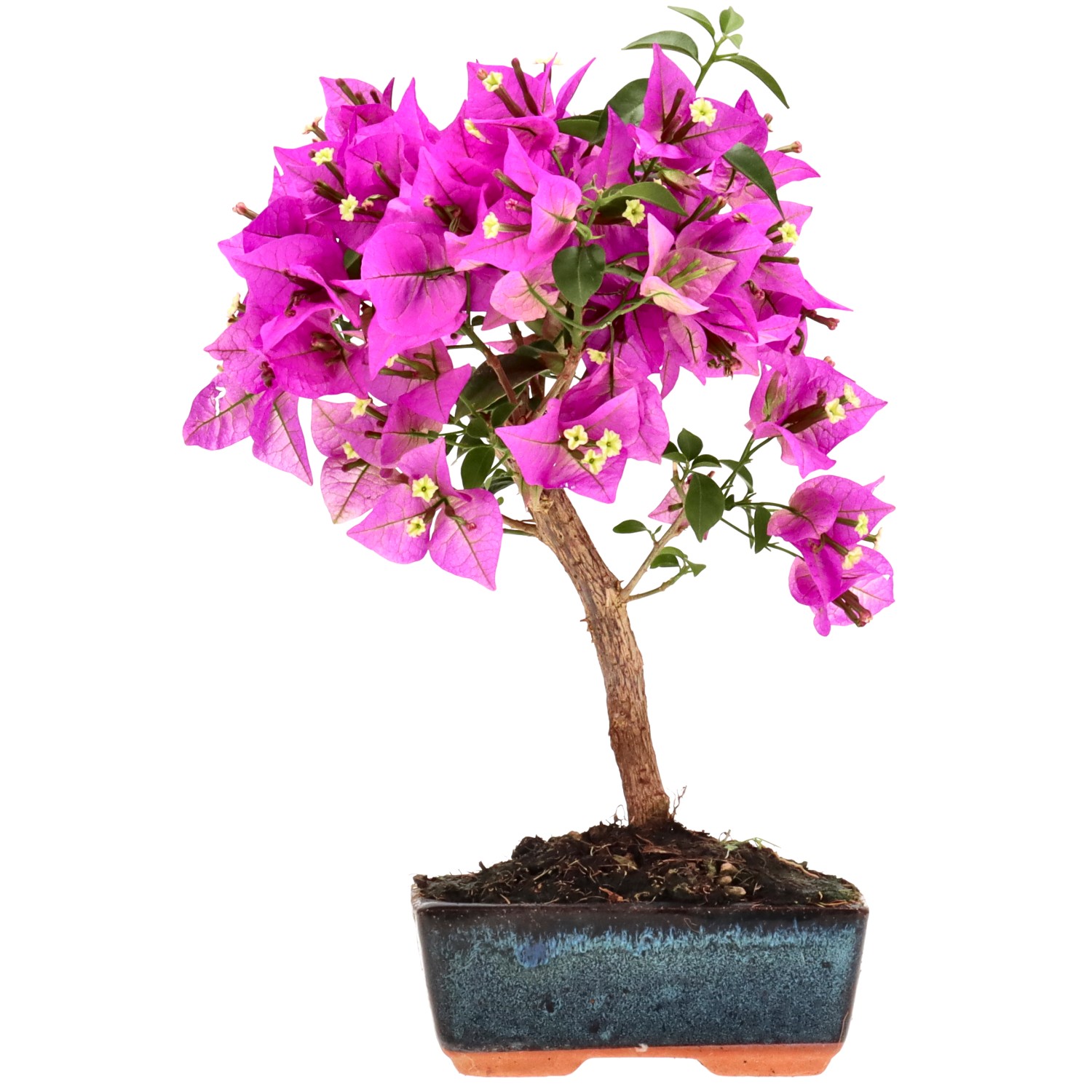 Bougainvillea, ca. 8 j. (31 cm)