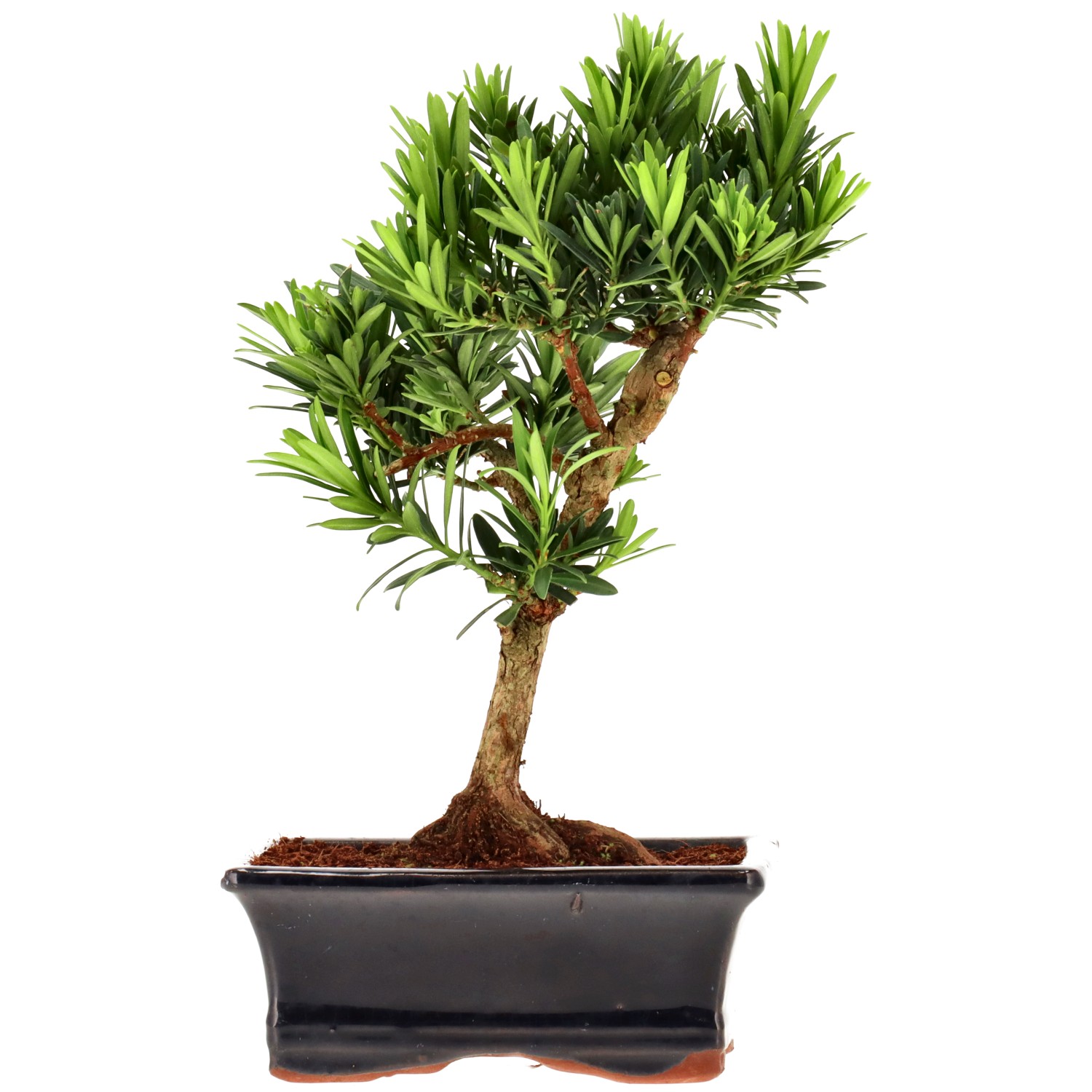 Pin de bouddhistes, env. 7 ans (22 cm)