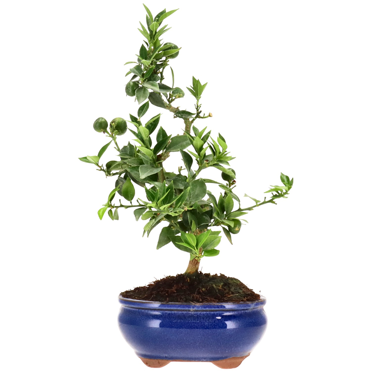 Chinotto, ca. 8 anni (29 cm)