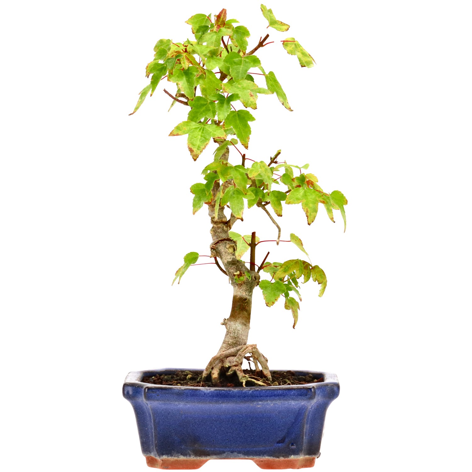 Érable trident, env. 6 ans (26 cm)