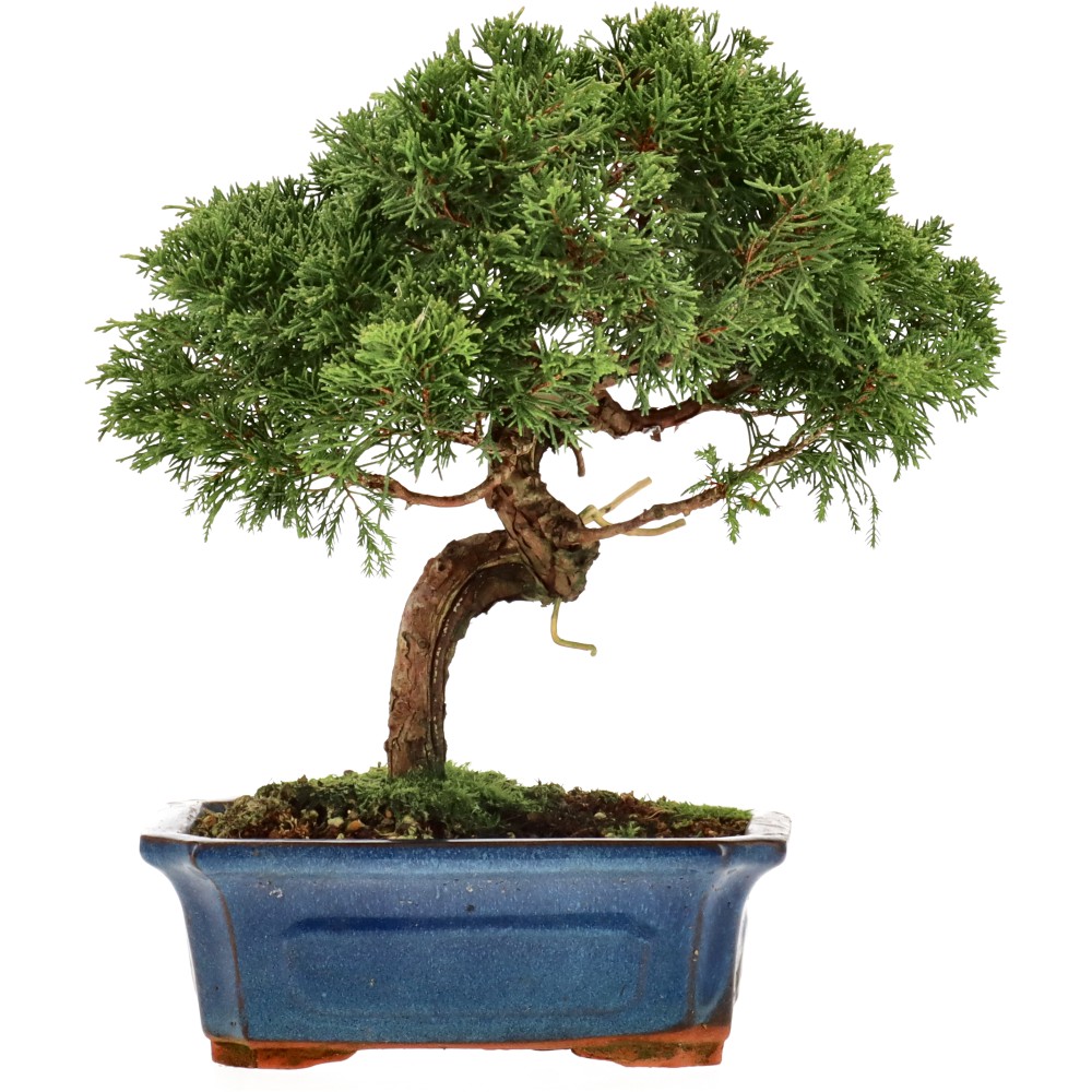 Chin. Wacholder, ca. 15 J. (28 cm)