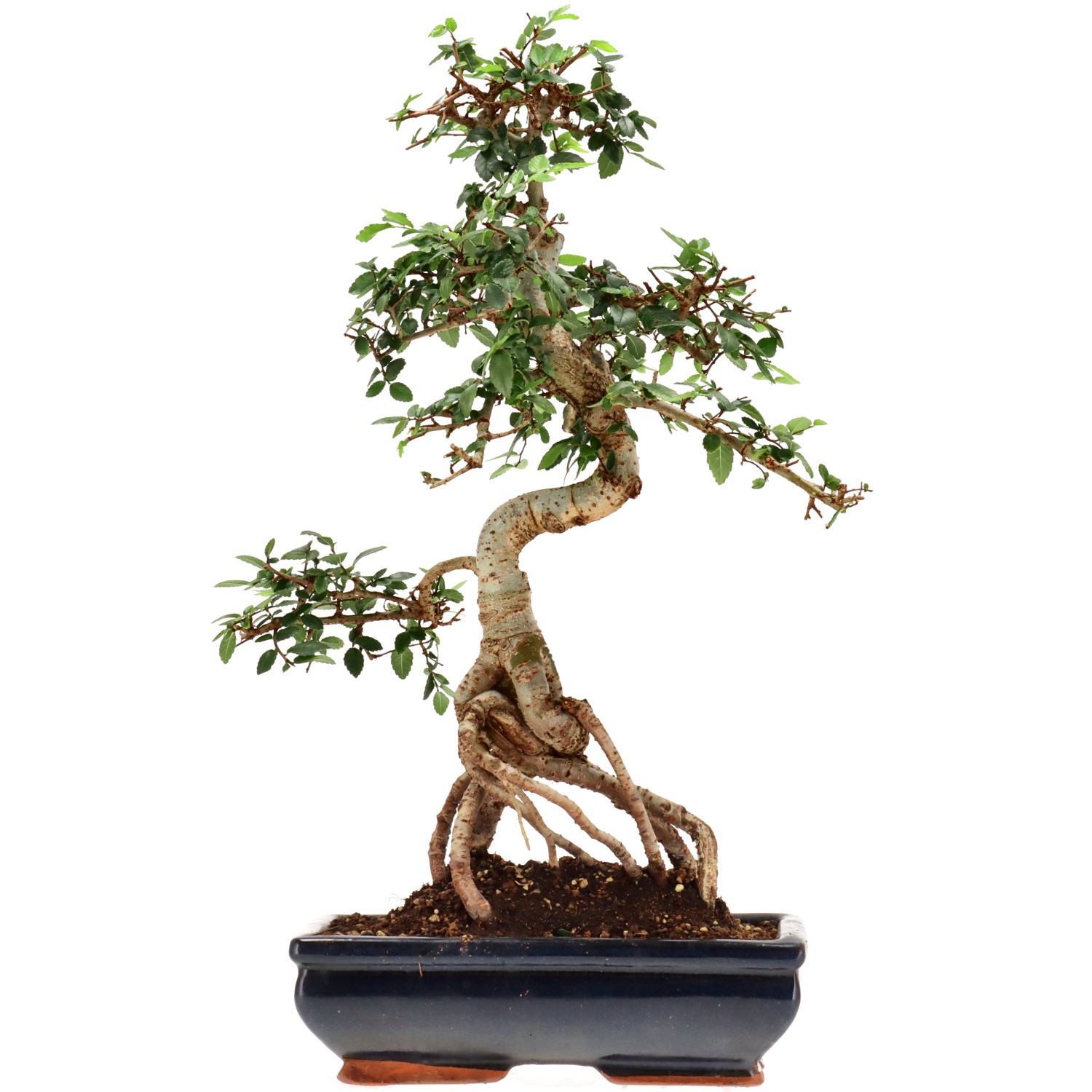 Chinese elm, approx. 12 y. (42 cm)