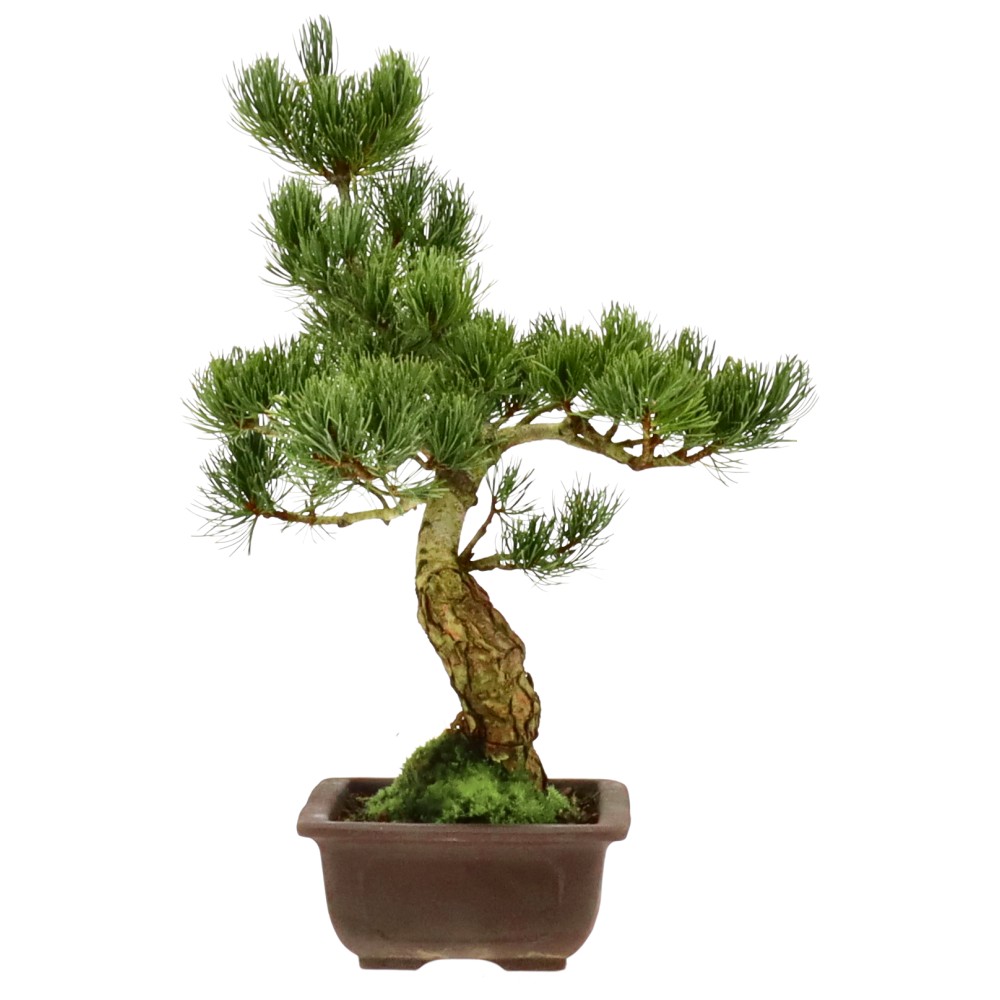 bonsai.fallbackImageTitle bonsai.fallbackImageTitle