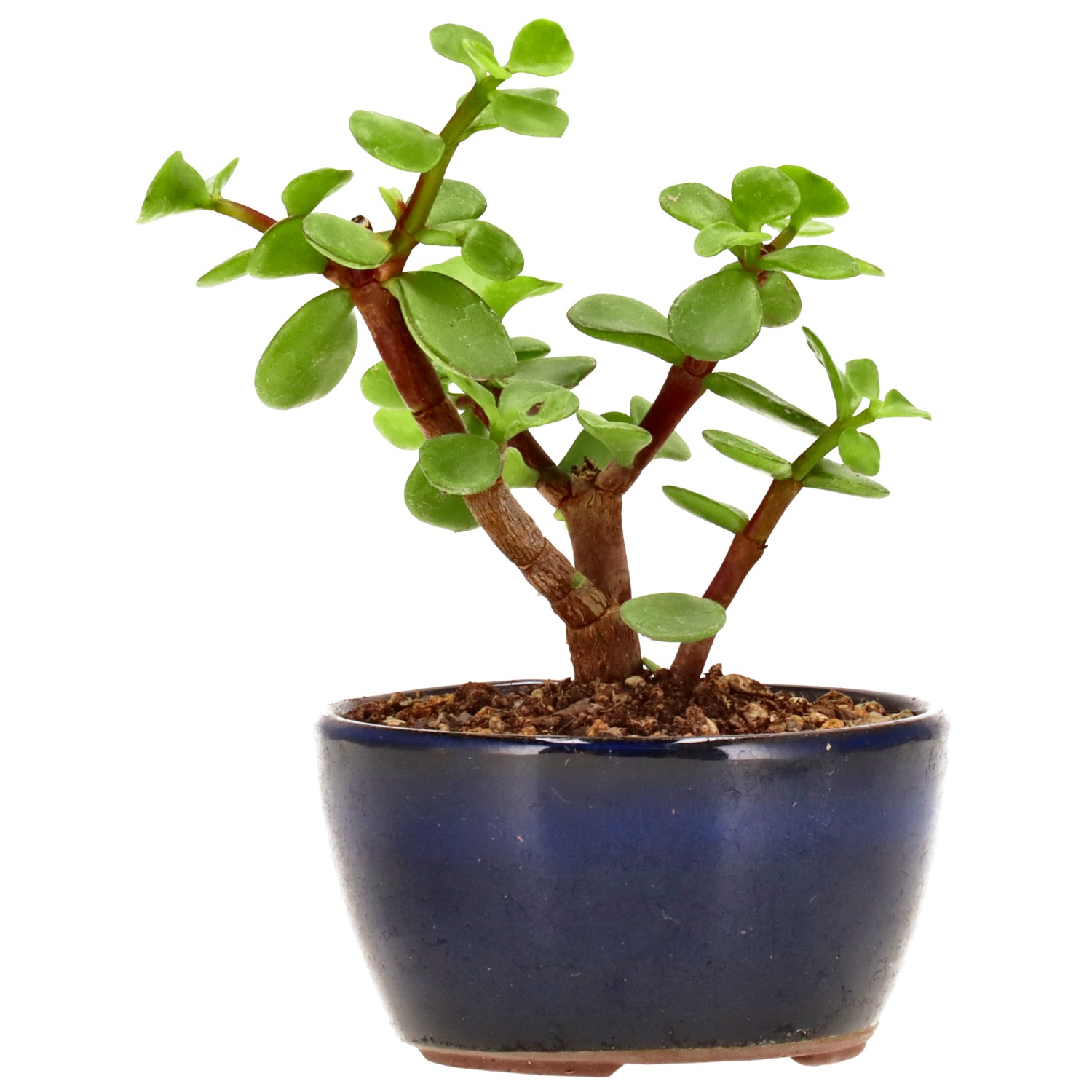 Pourpier en arbre, env. 2 ans (10 cm)
