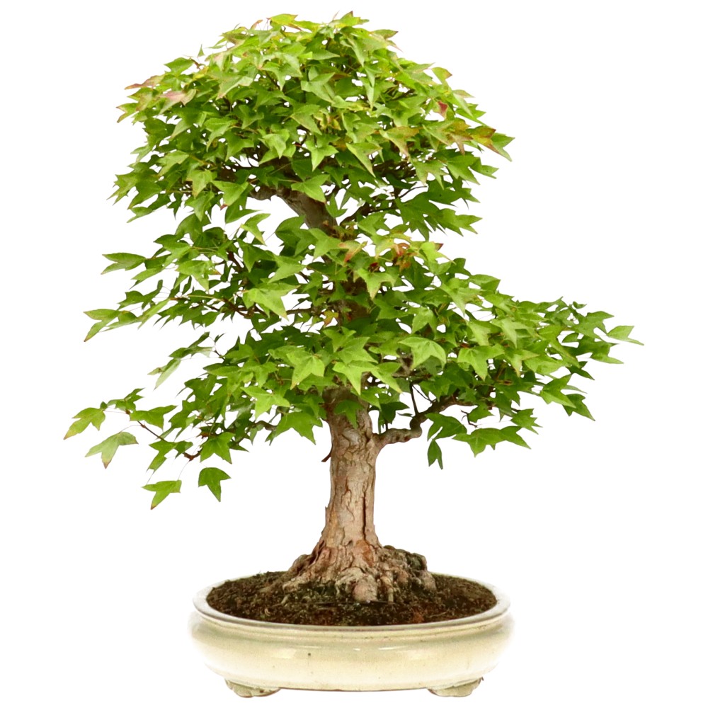 bonsai.fallbackImageTitle