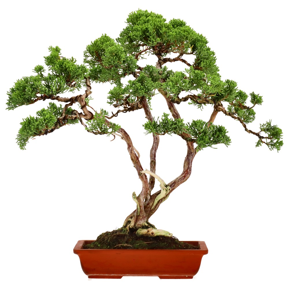 bonsai.fallbackImageTitle bonsai.fallbackImageTitle