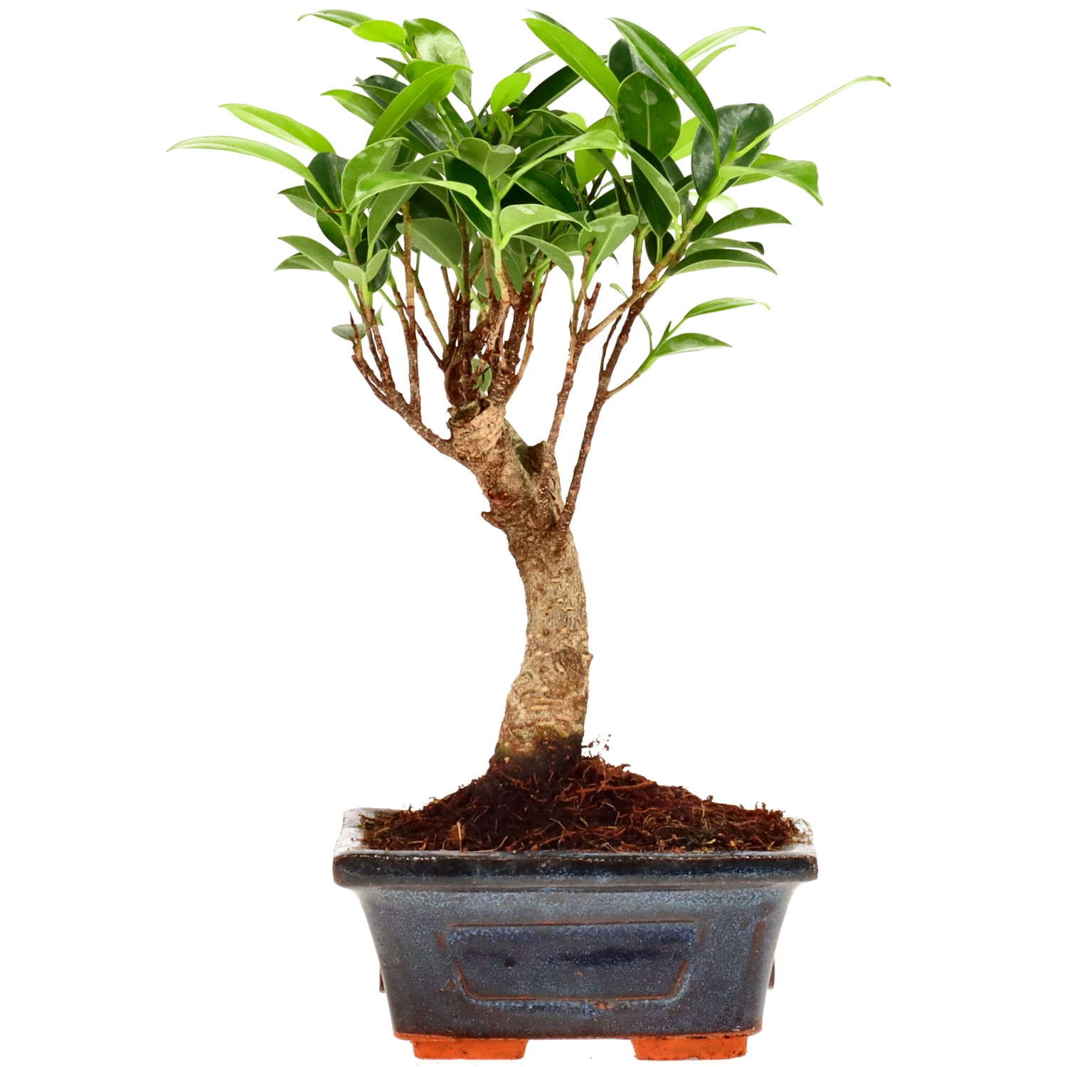 Vijgenboom, ca. 5 j. (20 cm)
