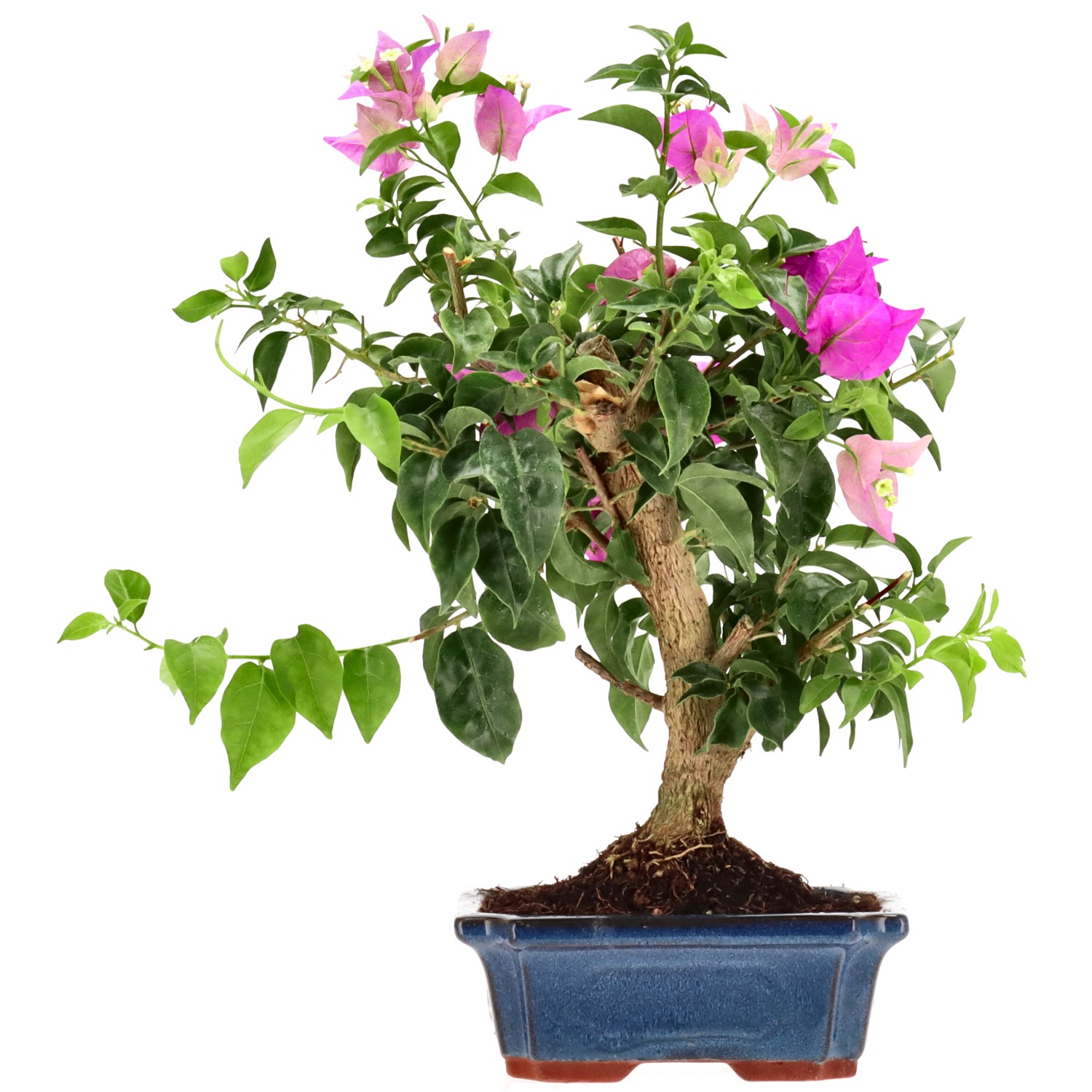 Bougainvillea (Drillingsblume), ca. 10 J. (36 cm)
