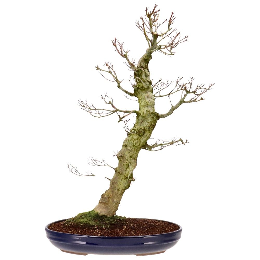 Bergfächerahorn (Yamamomiji), ca. 30 J. (78 cm) Bergfächerahorn (Yamamomiji), ca. 30 J. (78 cm)