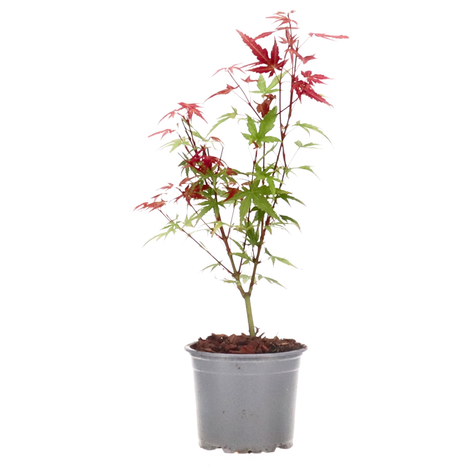 Acero palmato (Phoenix), ca. 3 anni (15-25 cm)