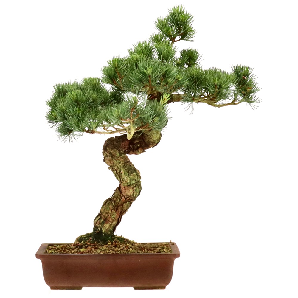 bonsai.fallbackImageTitle bonsai.fallbackImageTitle