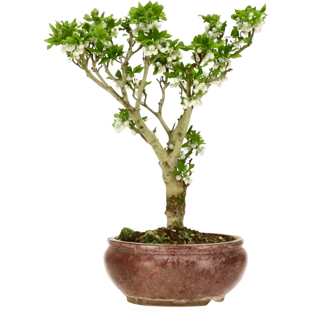 bonsai.fallbackImageTitle bonsai.fallbackImageTitle