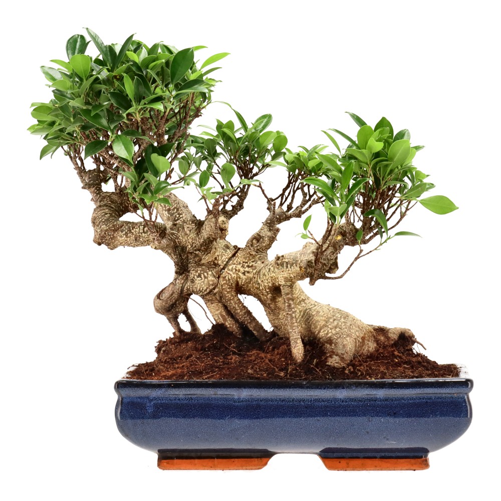 Ficus Retusa, aprox. 22 años (31 cm)