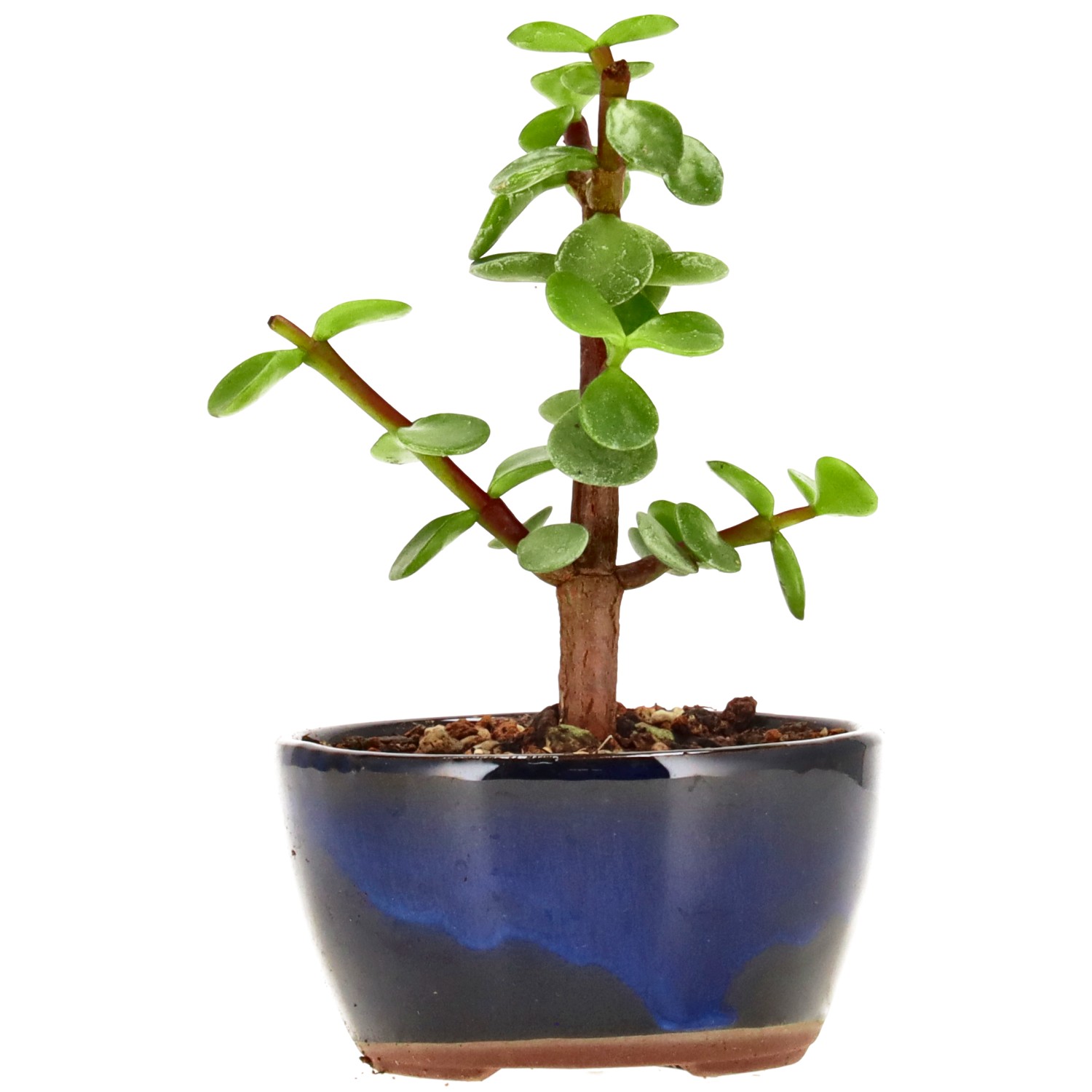 Jadebaum, ca. 2 J. (11 cm)