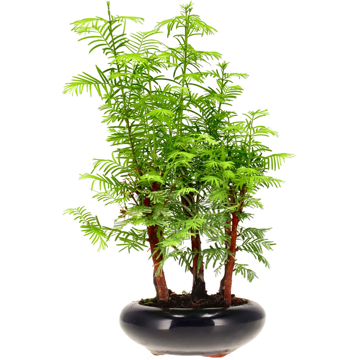Metasequoia glyptostroboides, ca. 6 anni (28 cm)